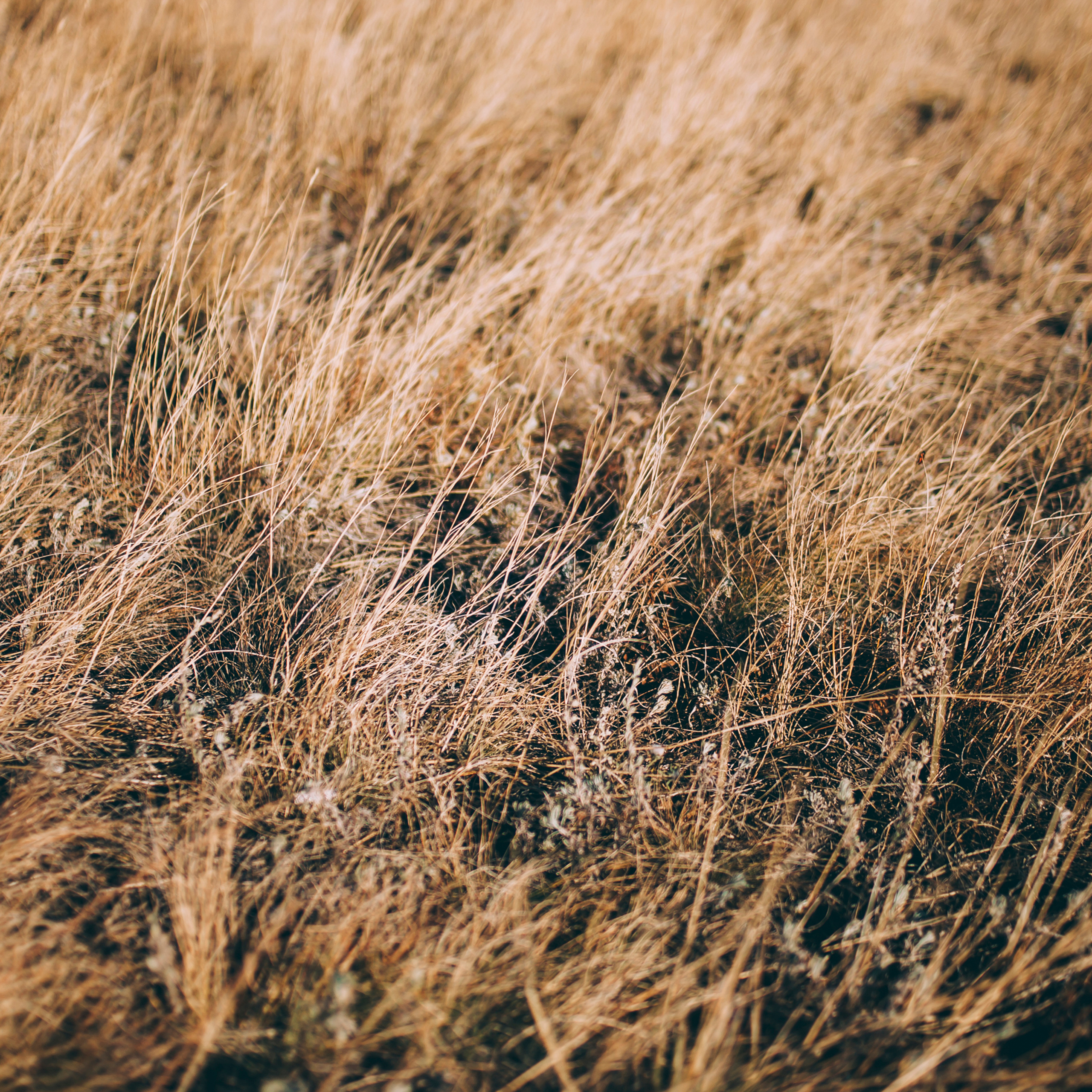 Поле у АЭС Балаково (октябрь 2018)