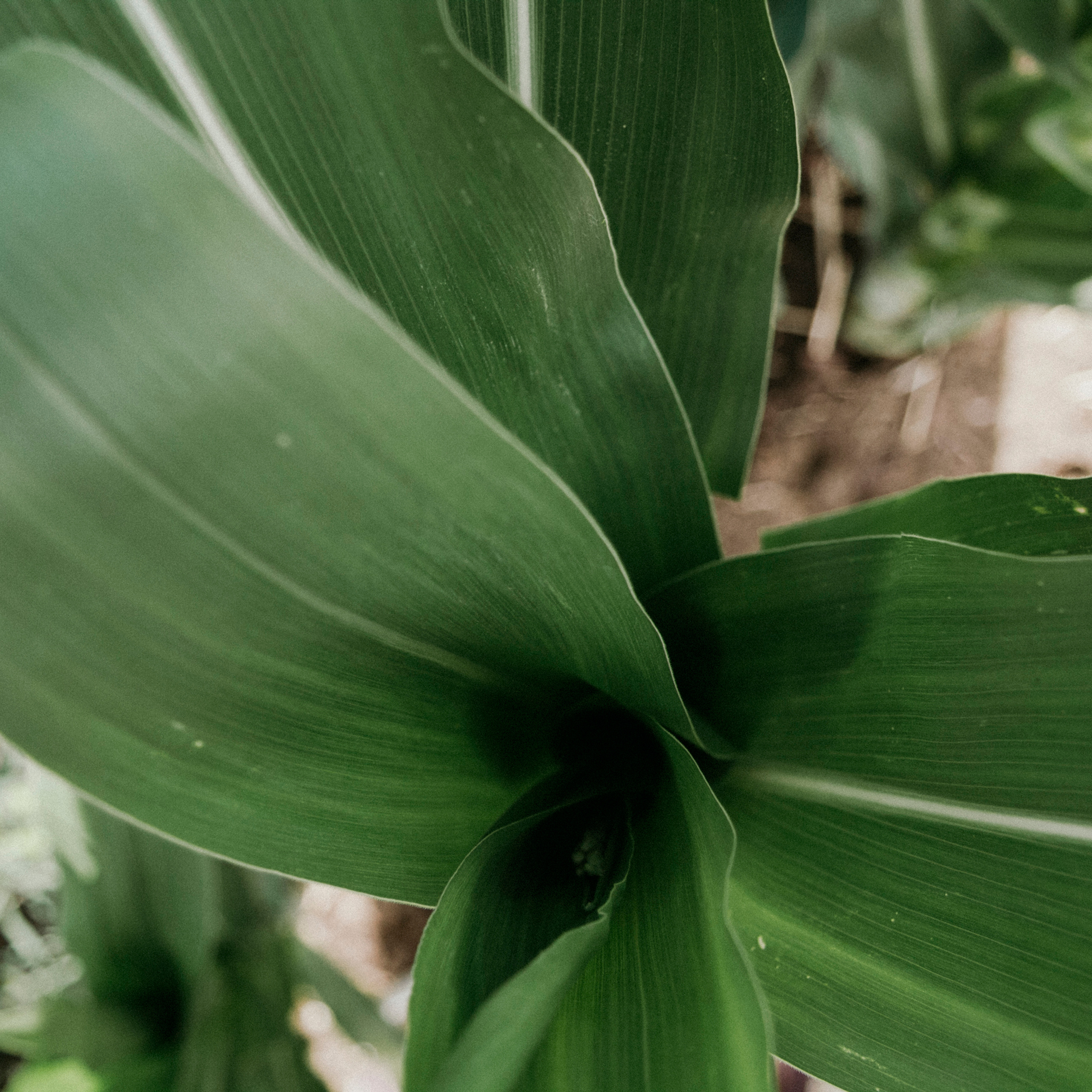 Кукурузные поля (август 2019)