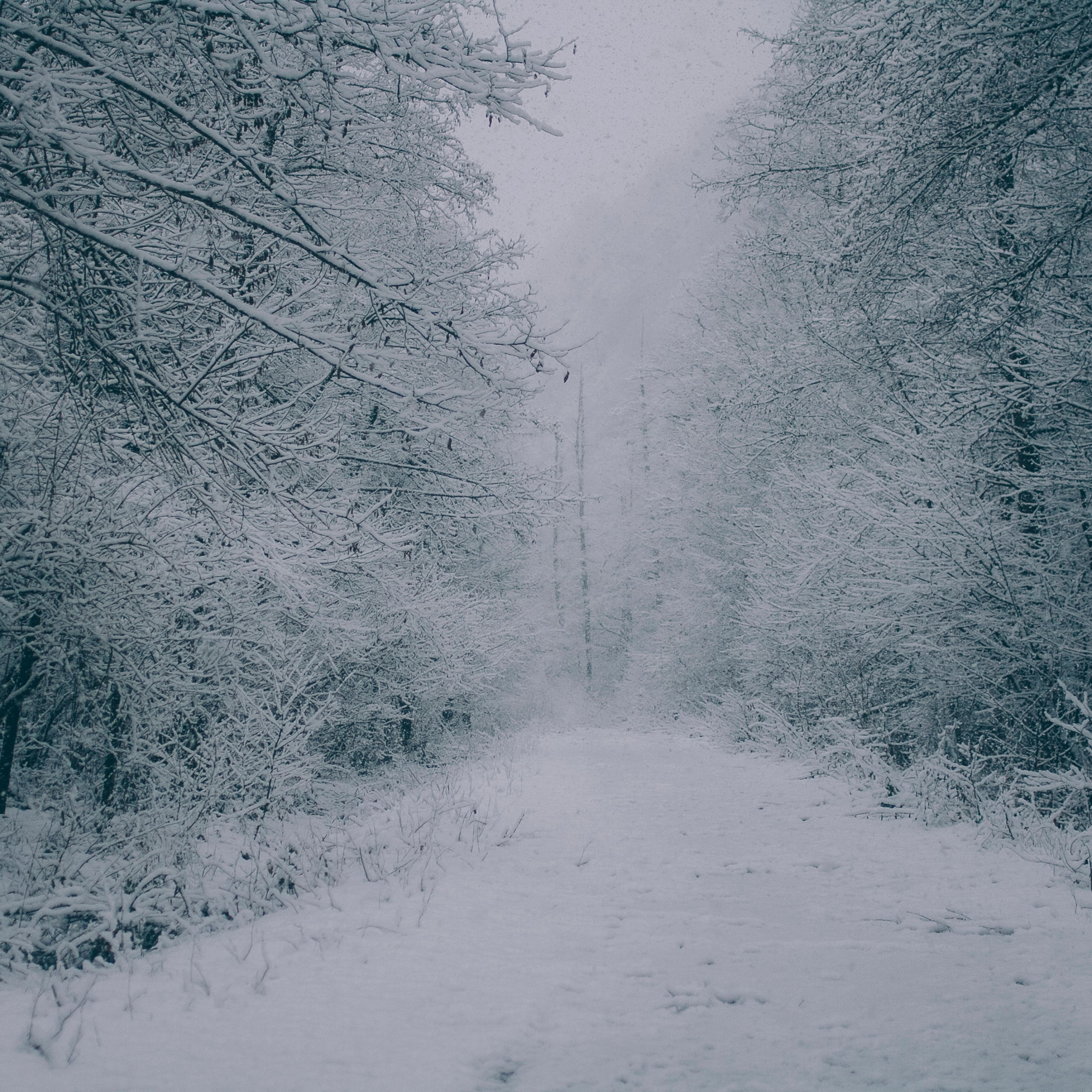 Сочи (декабрь 2017)