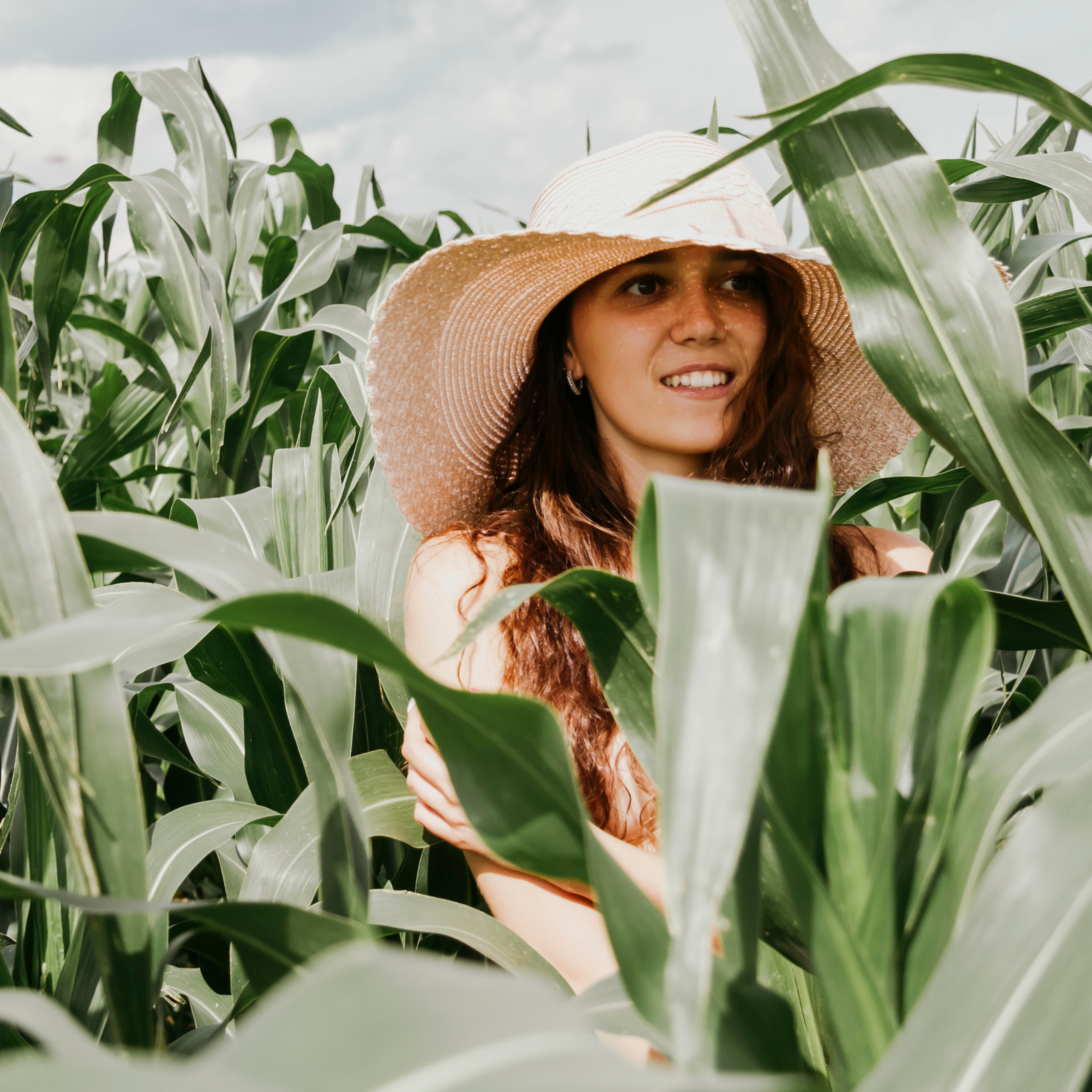 Кукурузные поля (август 2019)