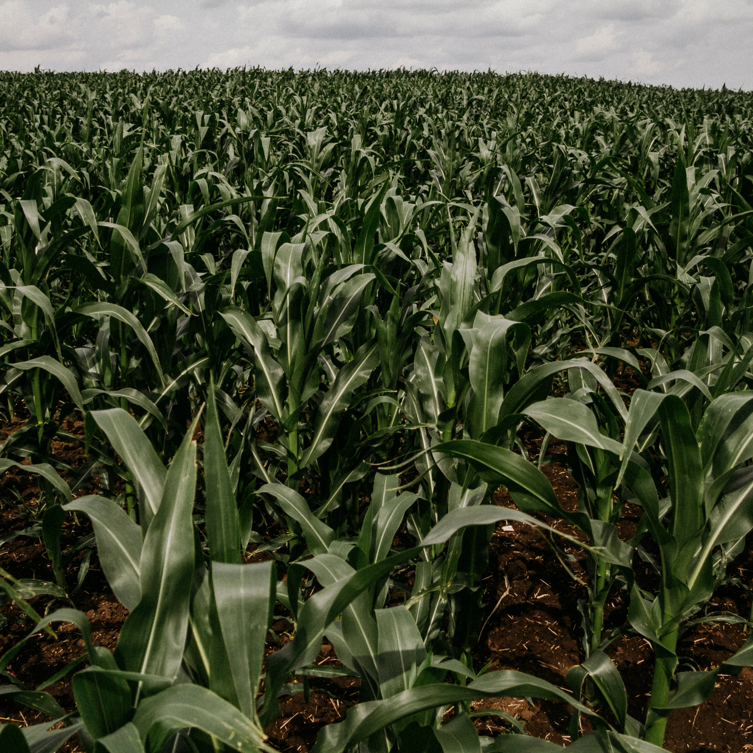 Кукурузные поля (август 2019)