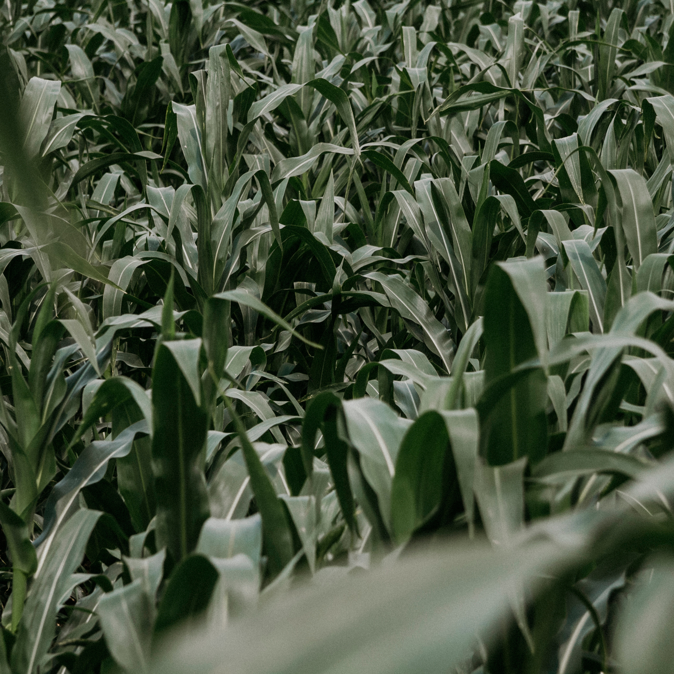 Кукурузные поля (август 2019)