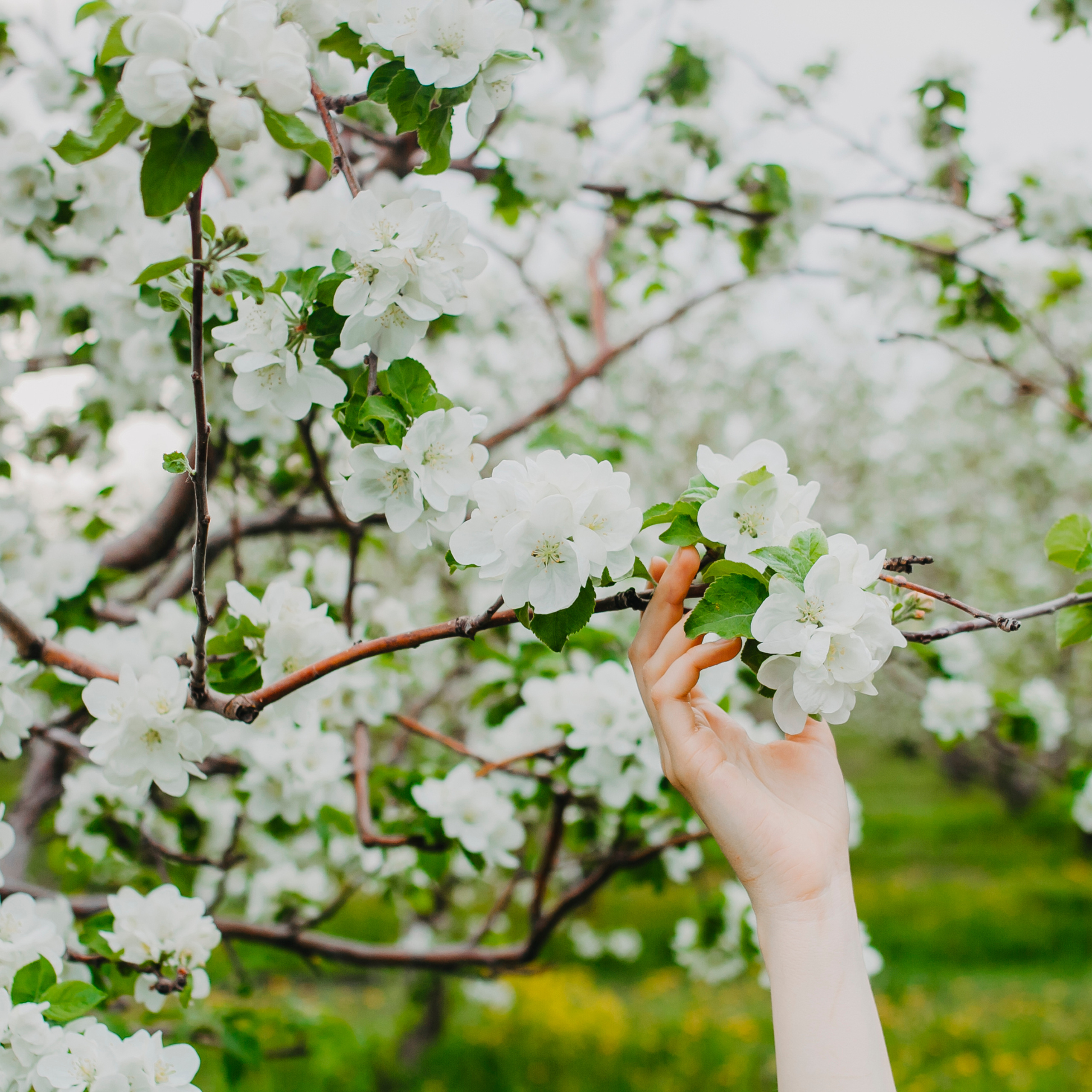 Хвалынские яблоневые сады (май 2019)