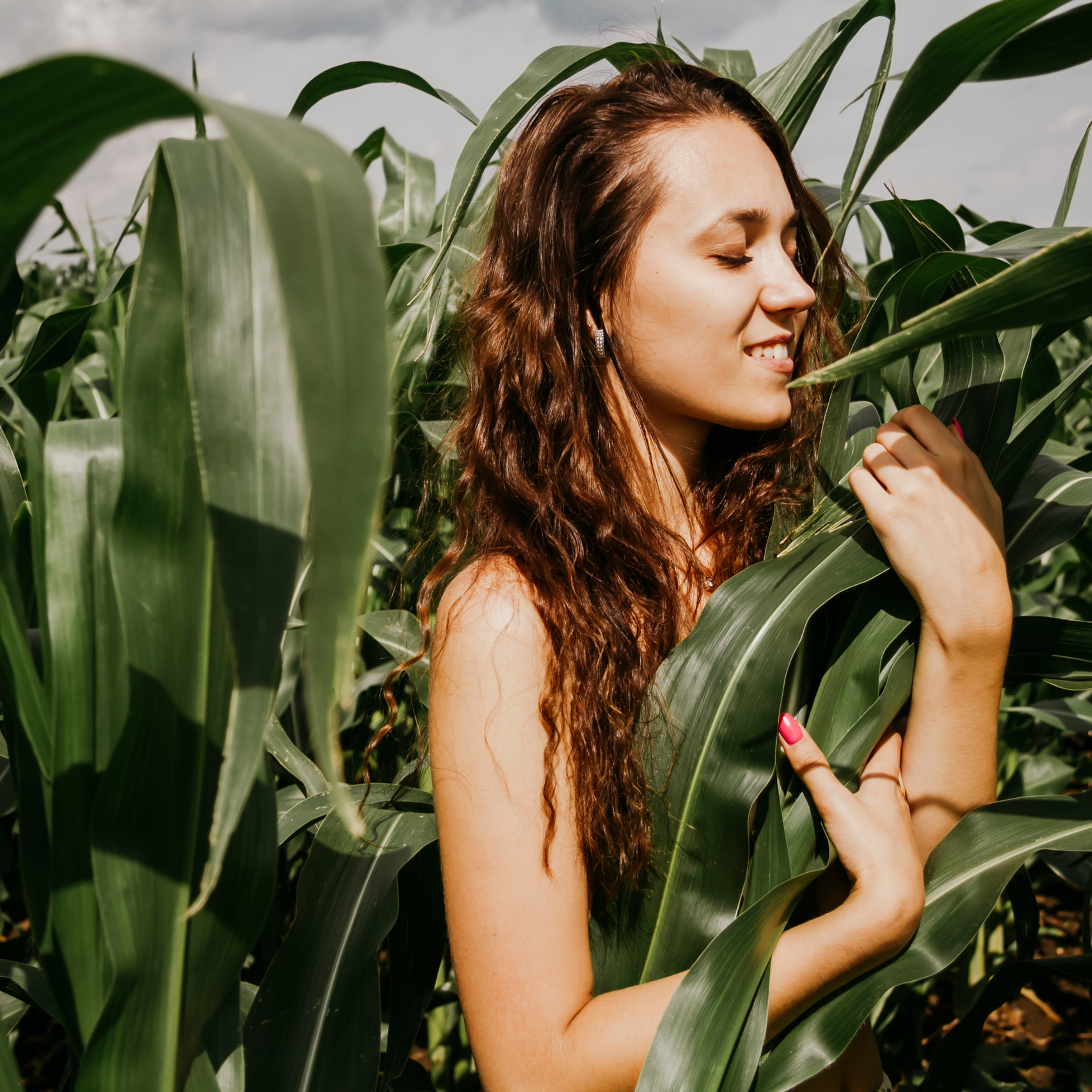 Кукурузные поля (август 2019)