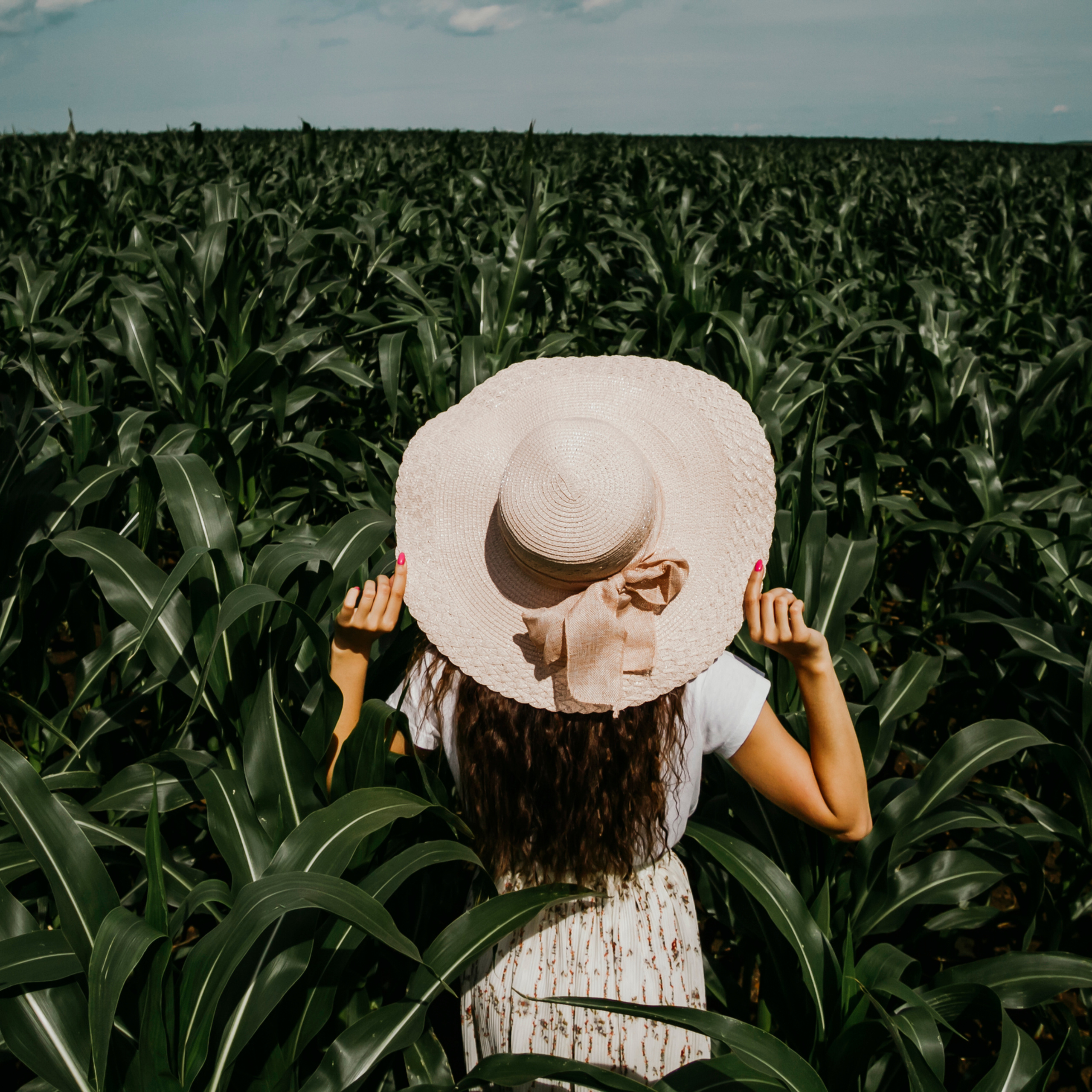 Кукурузные поля (август 2019)