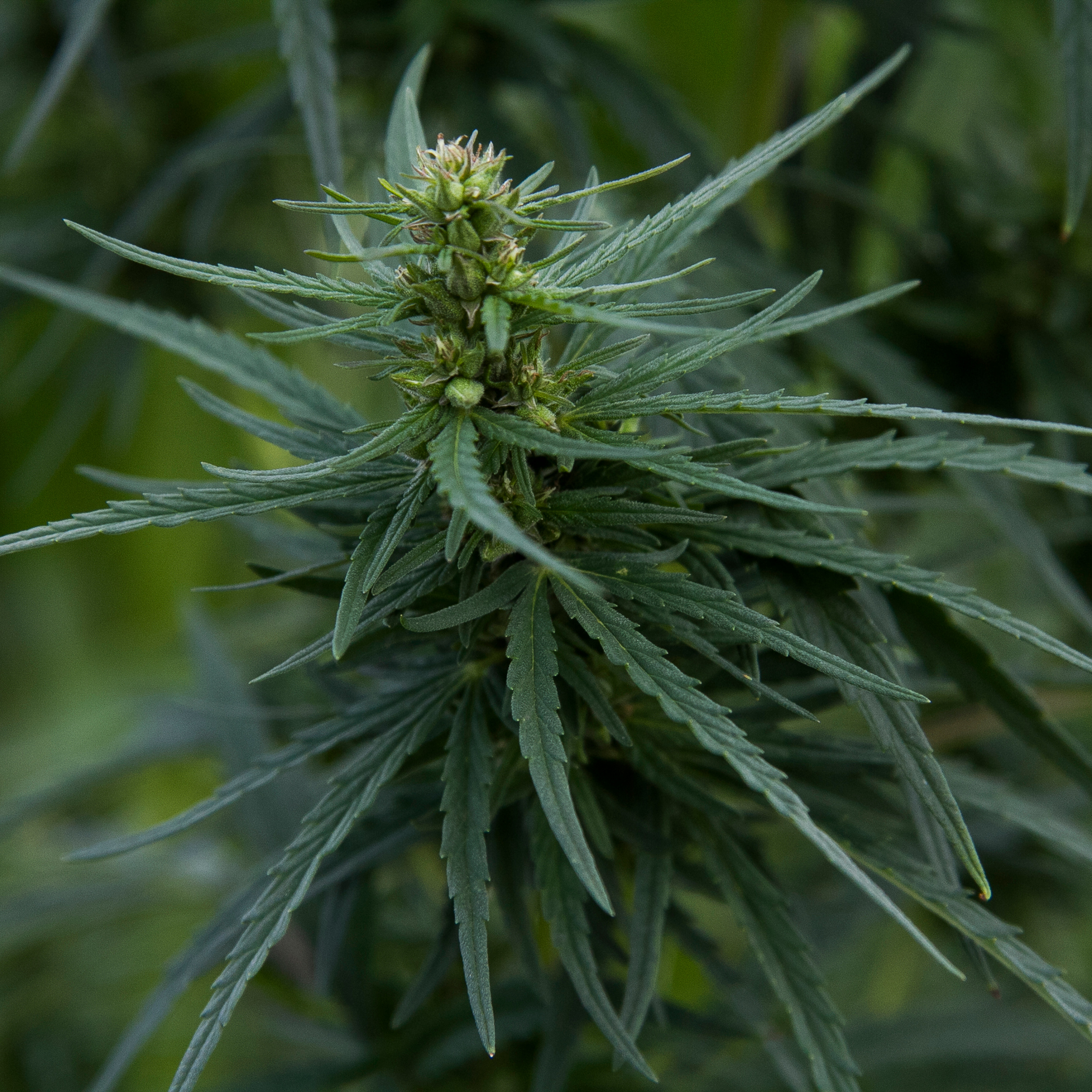 Кукурузные поля (август 2019)