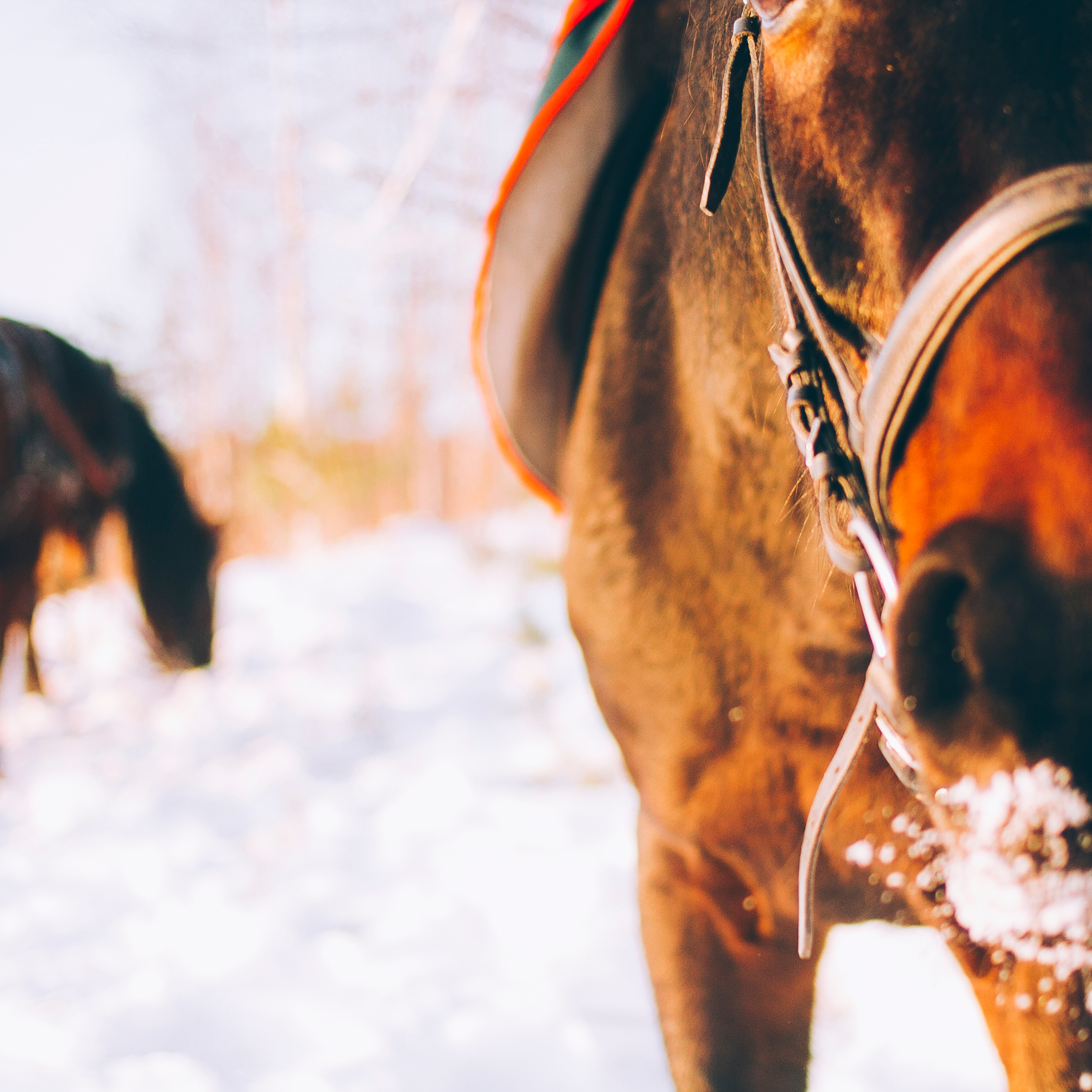 Суоранда (март 2018)