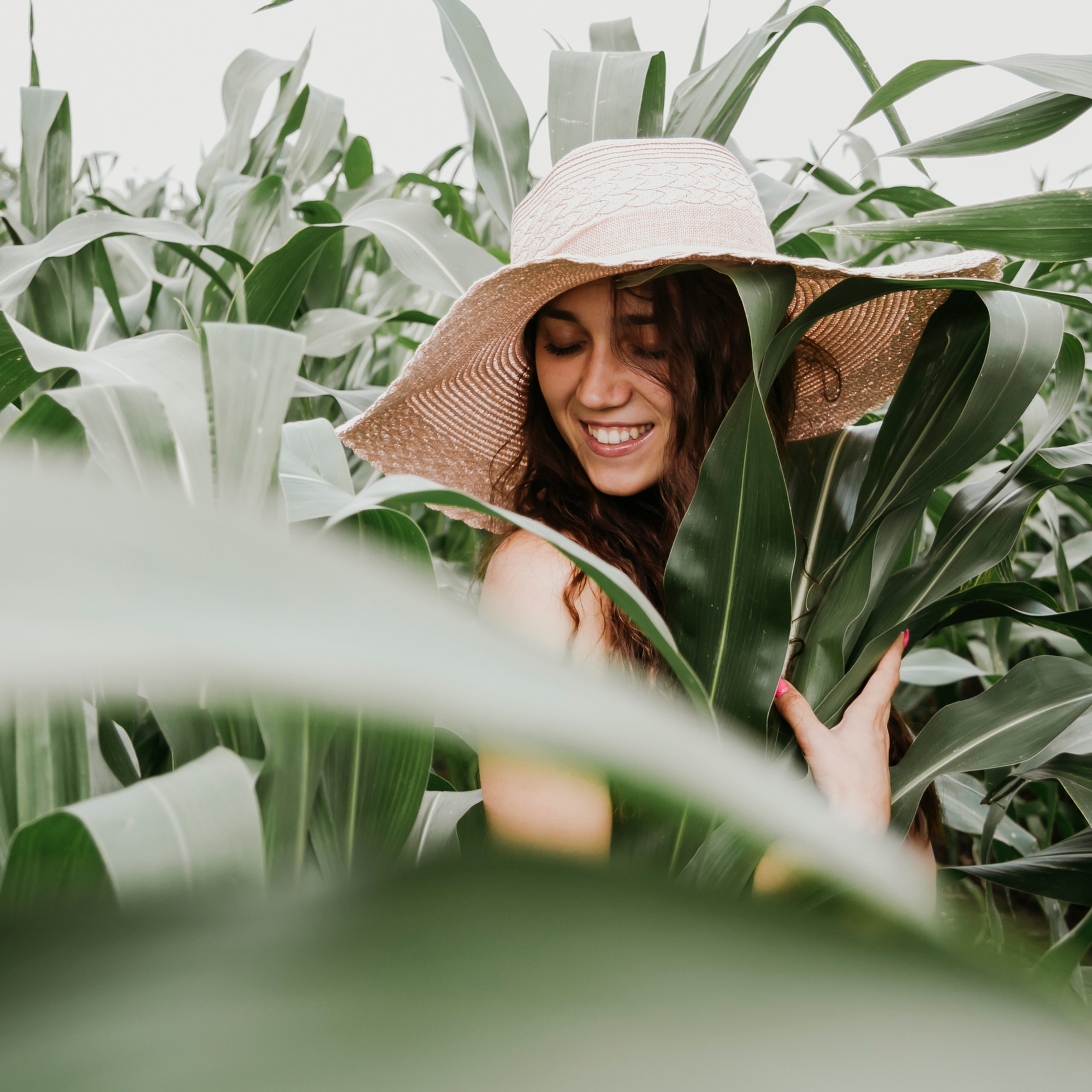 Кукурузные поля (август 2019)