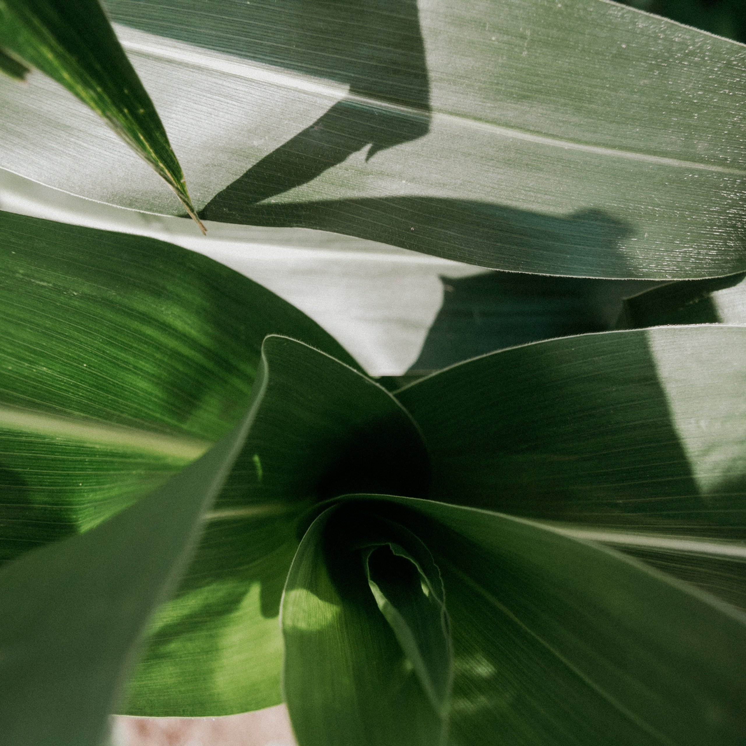 Кукурузные поля (август 2019)