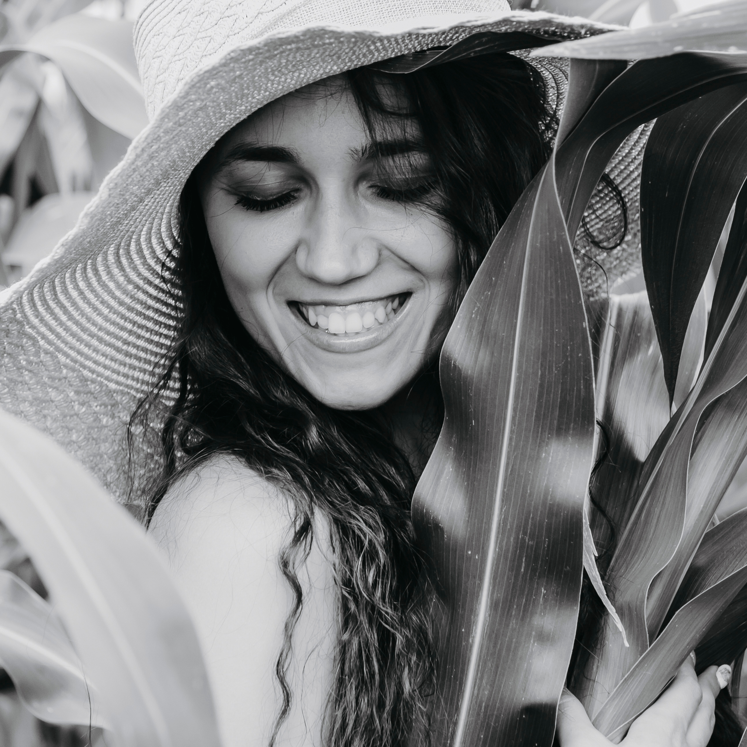 Кукурузные поля (август 2019)