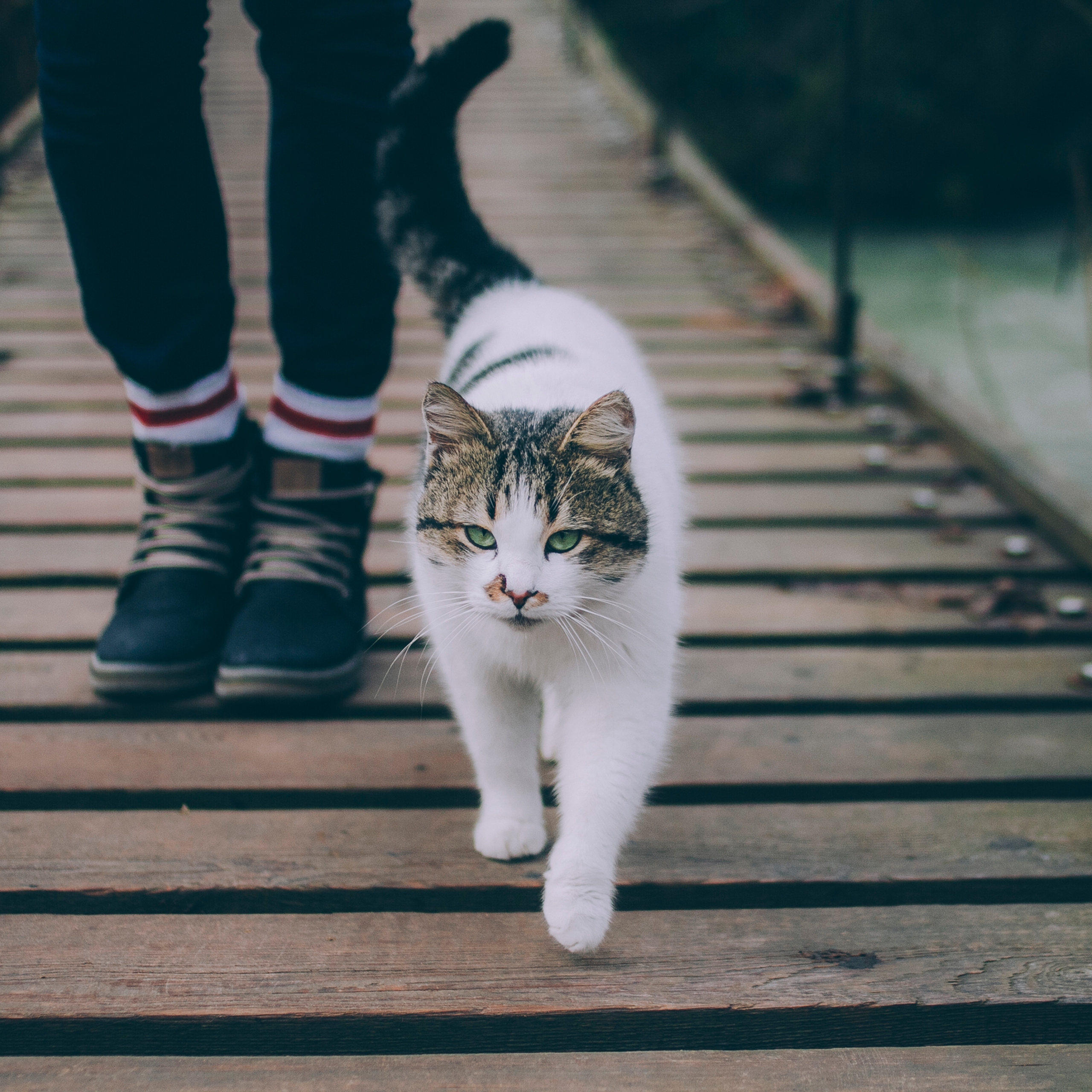 Сочи (декабрь 2017)