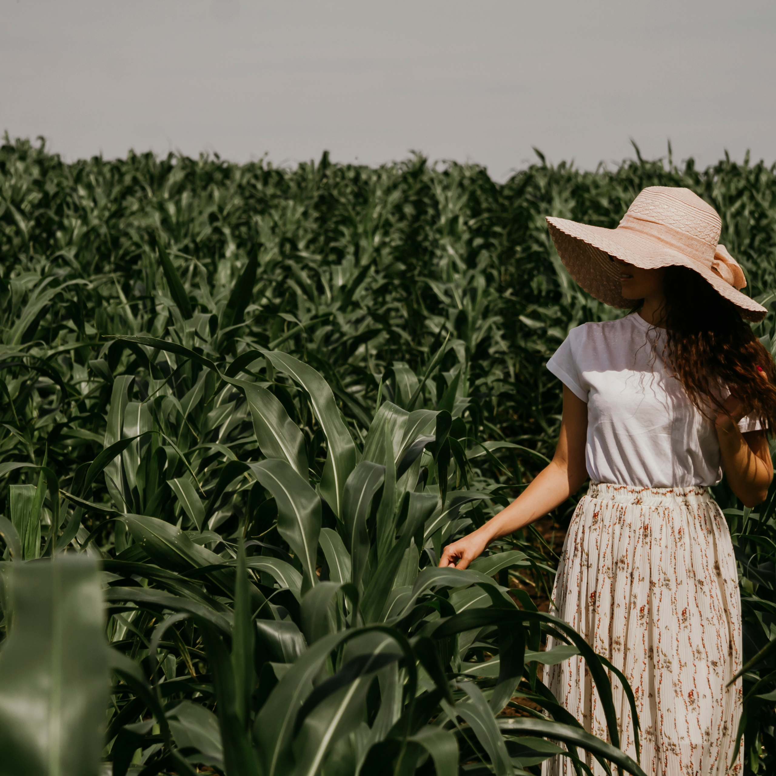 Кукурузные поля (август 2019)