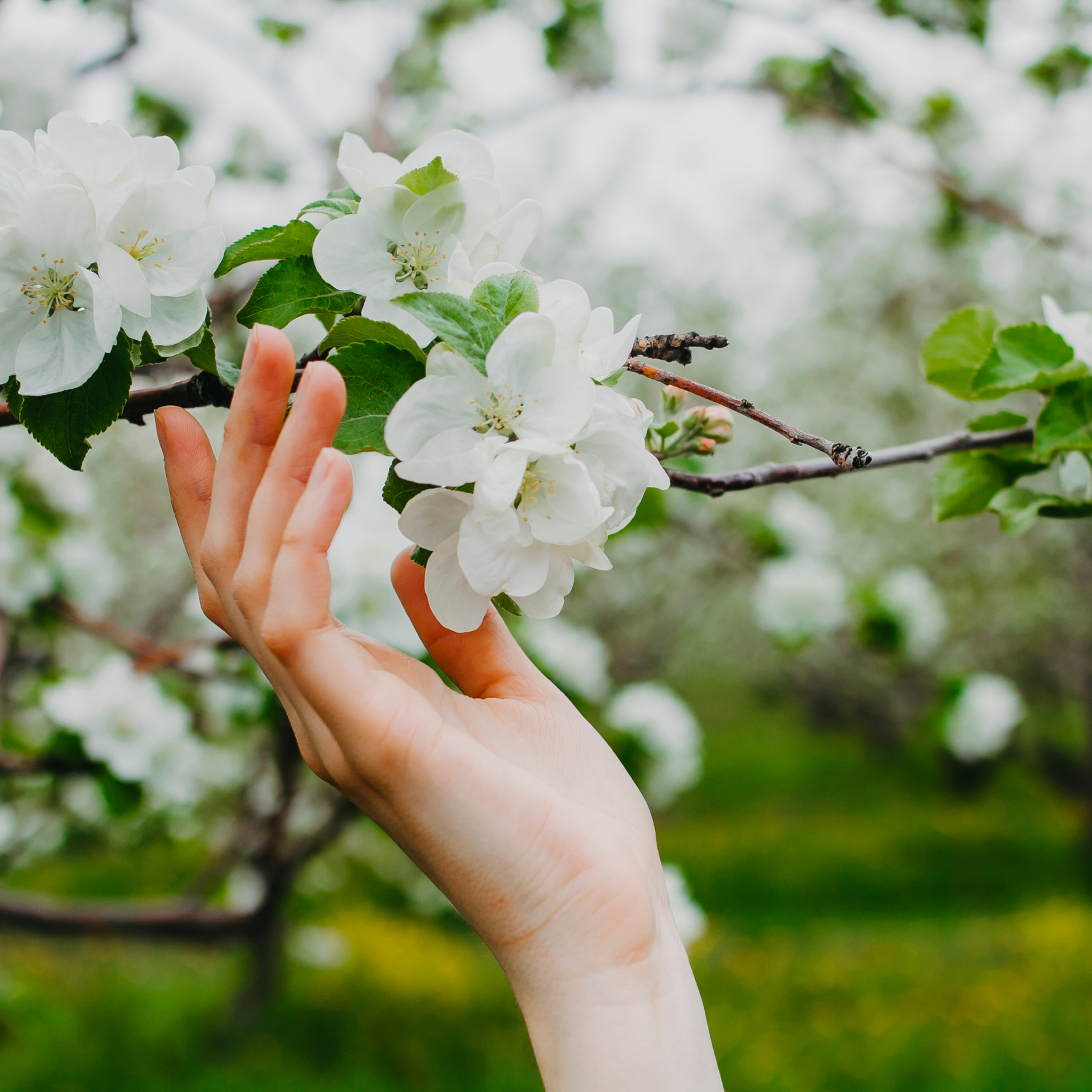 Хвалынские яблоневые сады (май 2019)