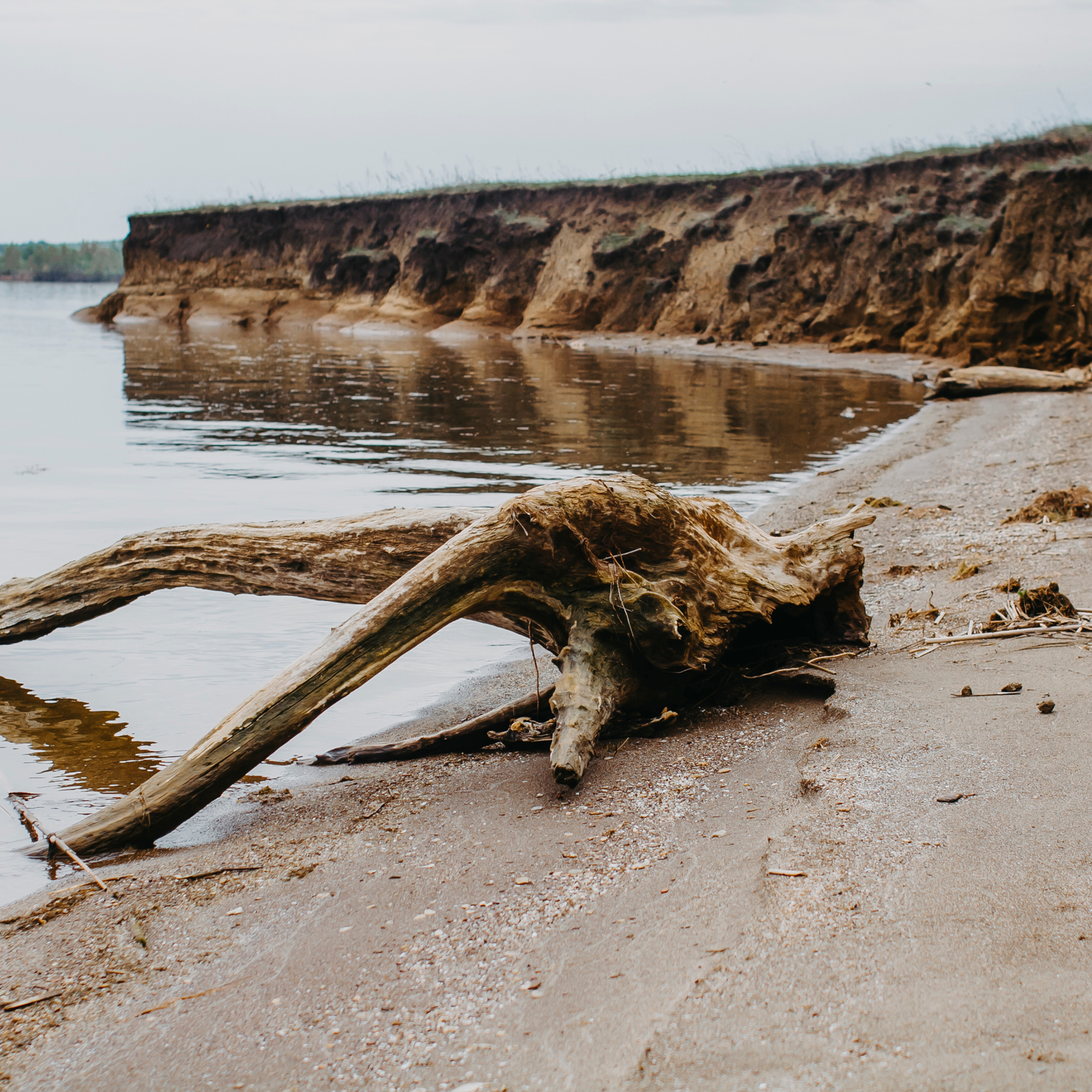 Хвалынские яблоневые сады (май 2019)