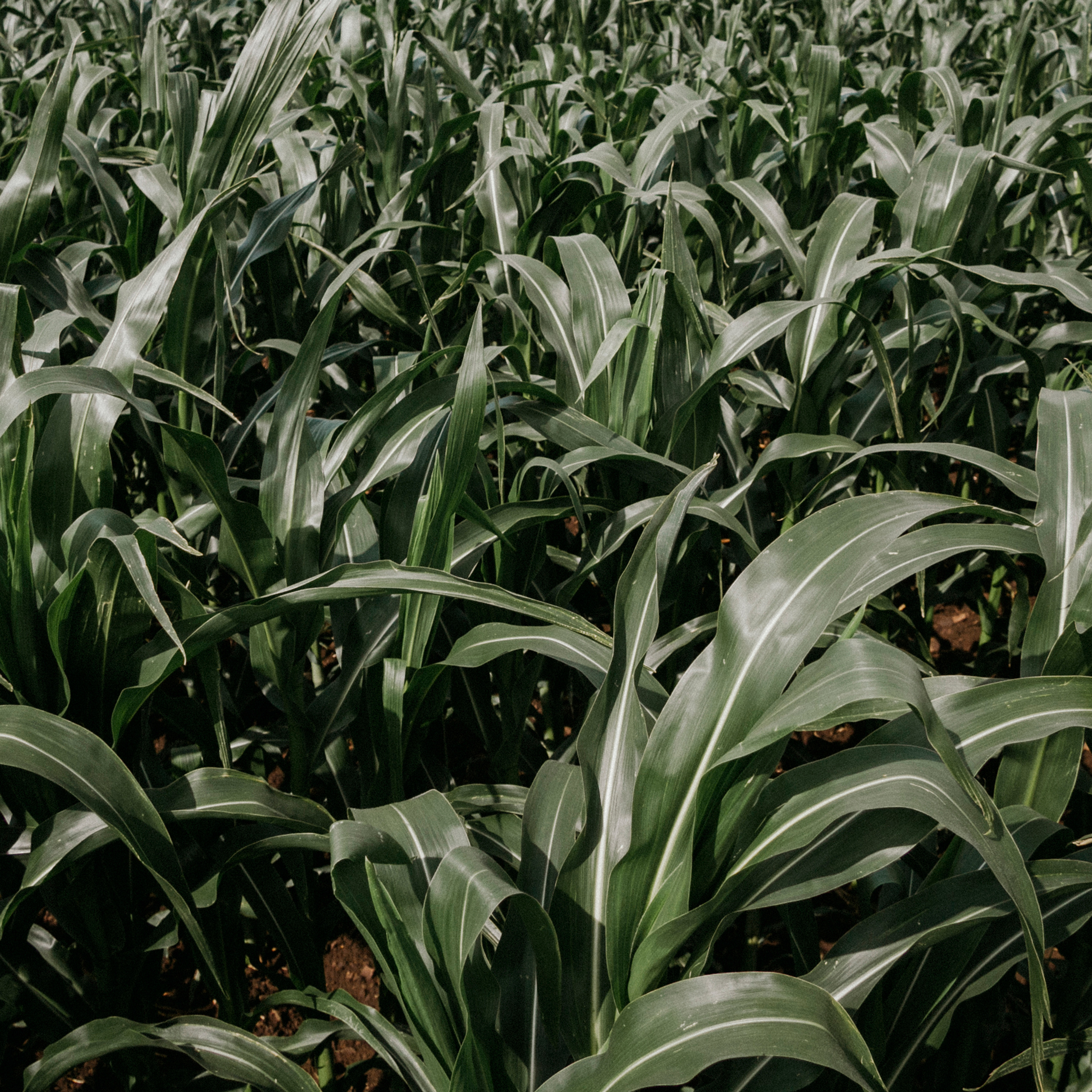 Кукурузные поля (август 2019)