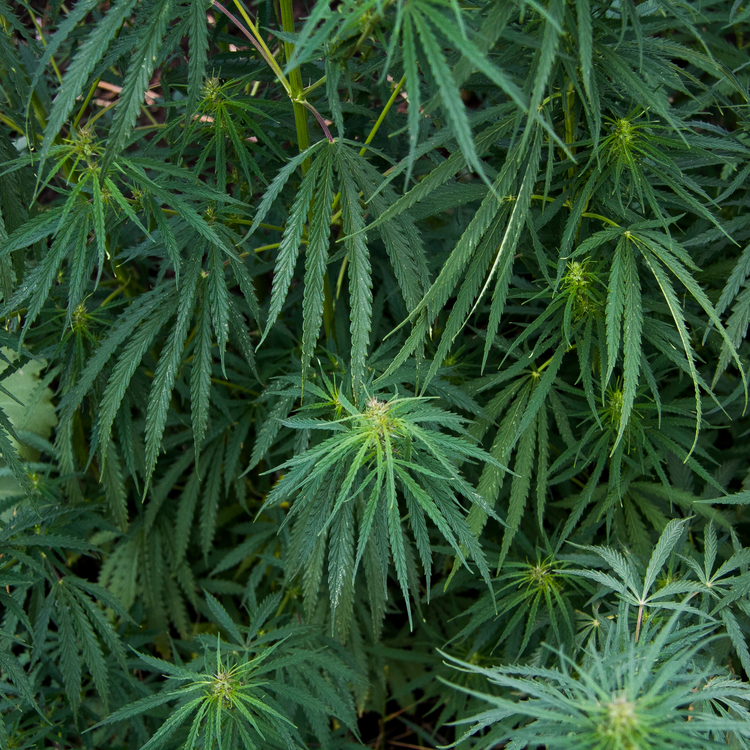 Кукурузные поля (август 2019)