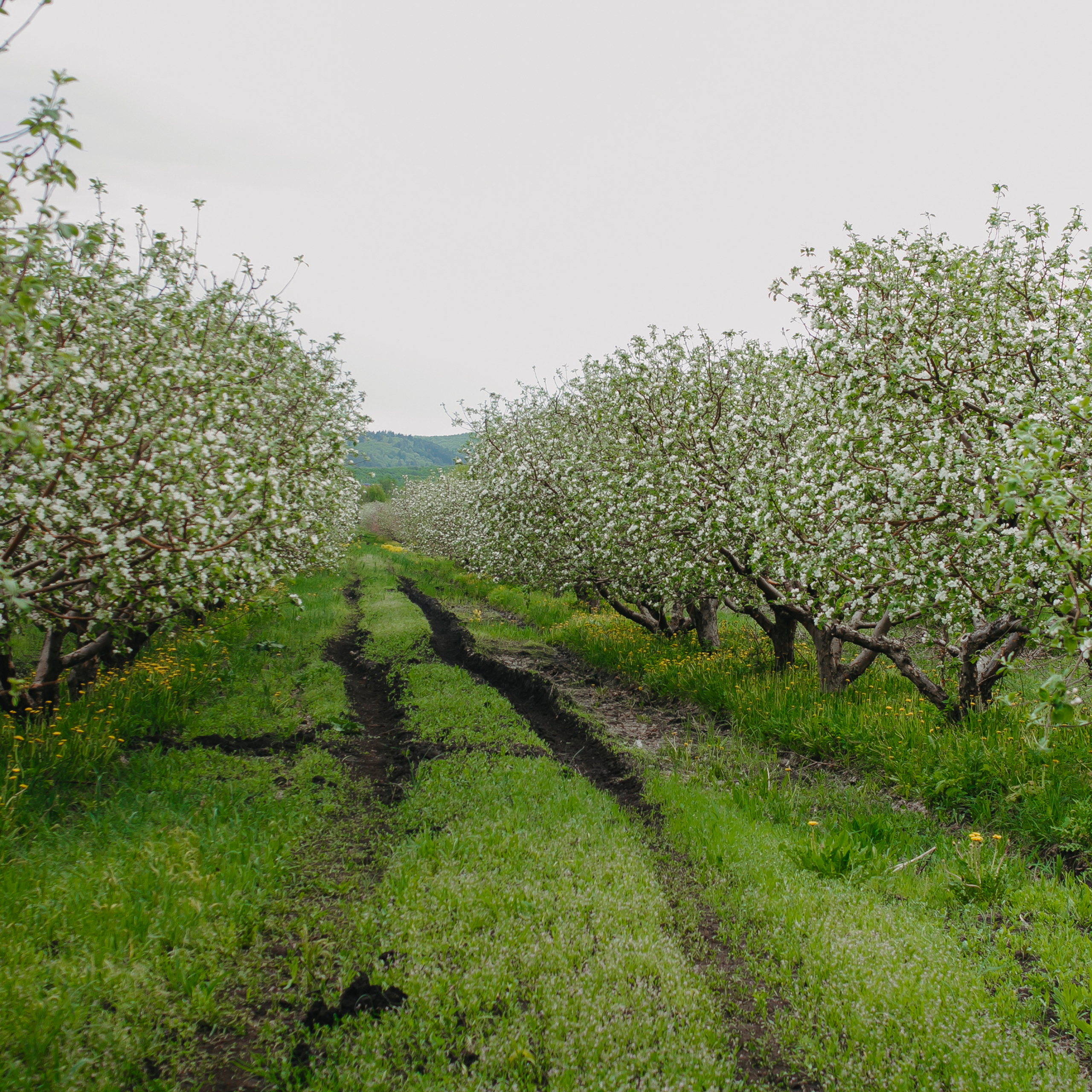 Хвалынские яблоневые сады (май 2019)