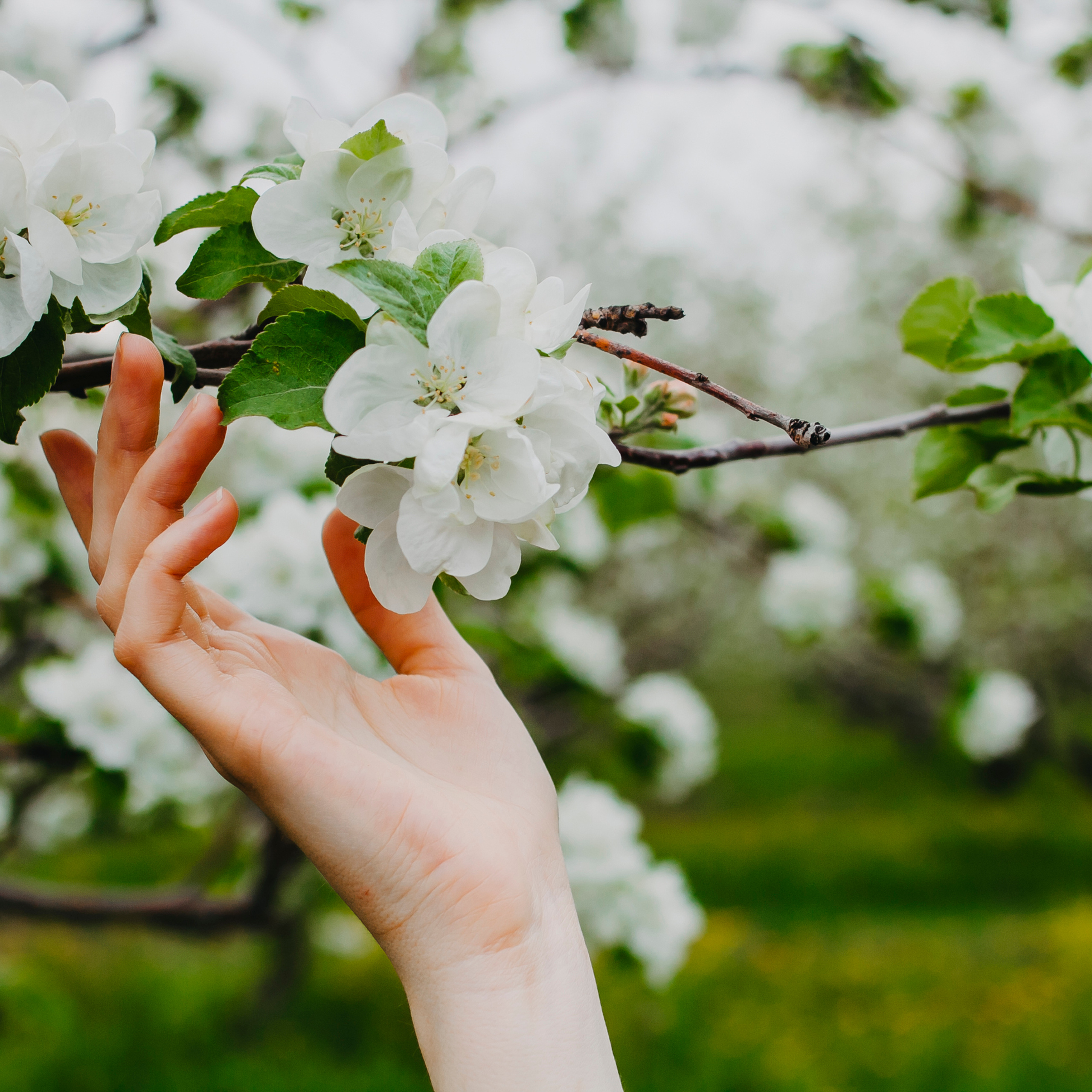 Хвалынские яблоневые сады (май 2019)