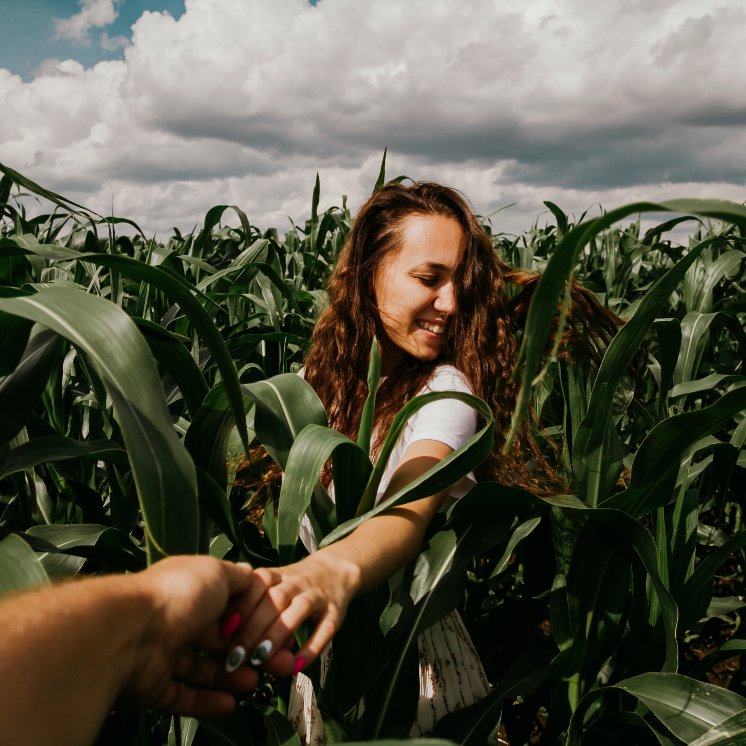Кукурузные поля (август 2019)