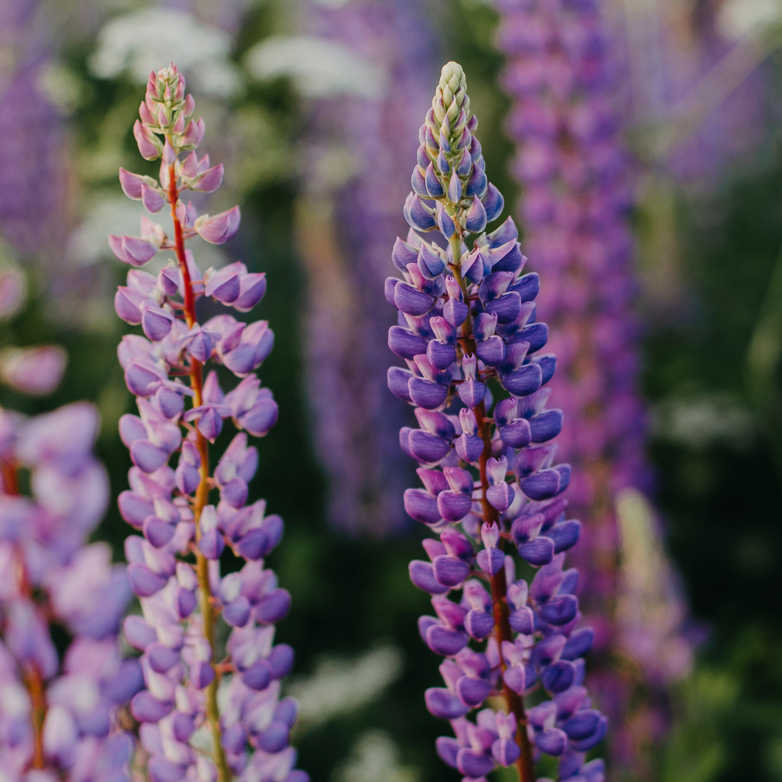 Турбаза Алоль (июнь 2019)