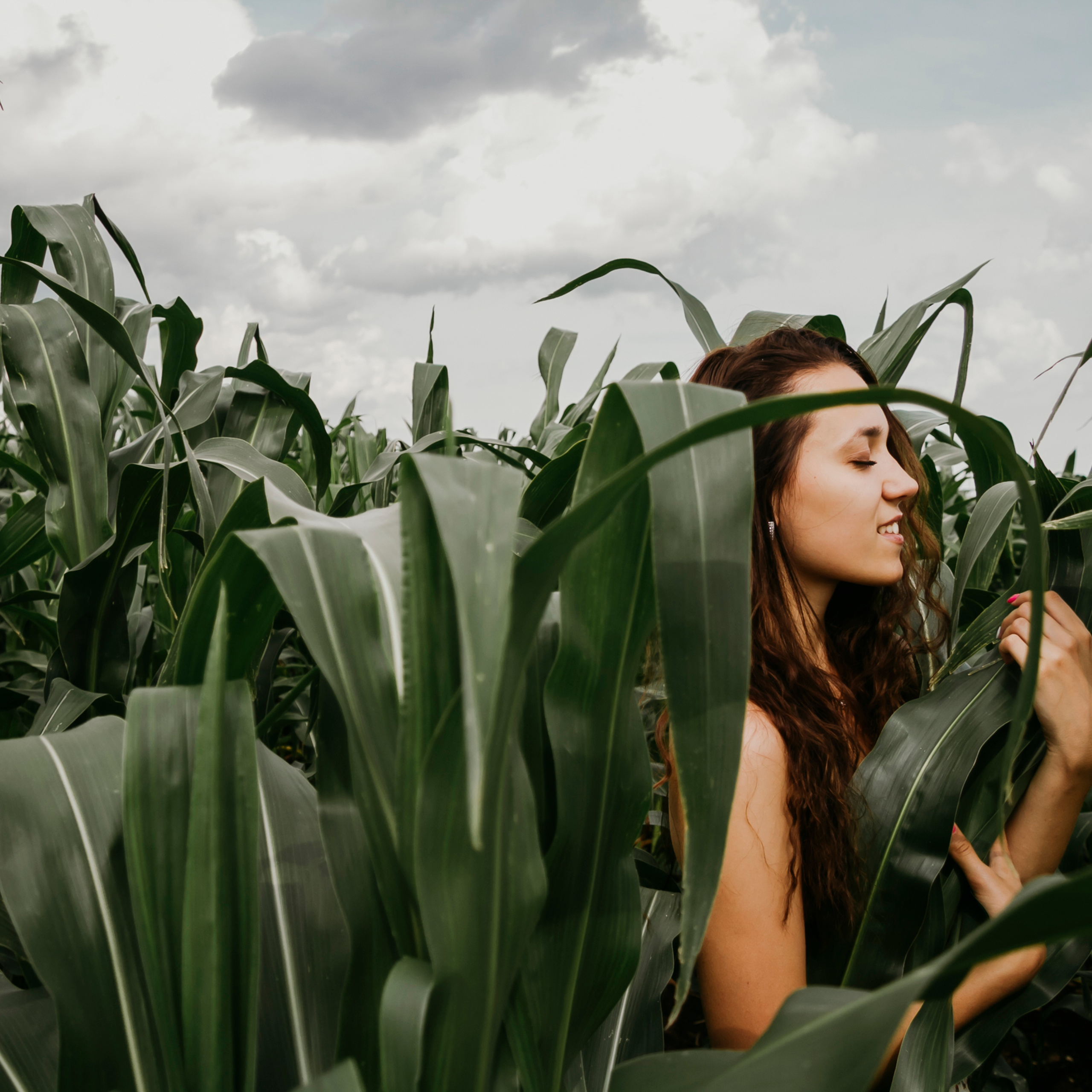 Кукурузные поля (август 2019)