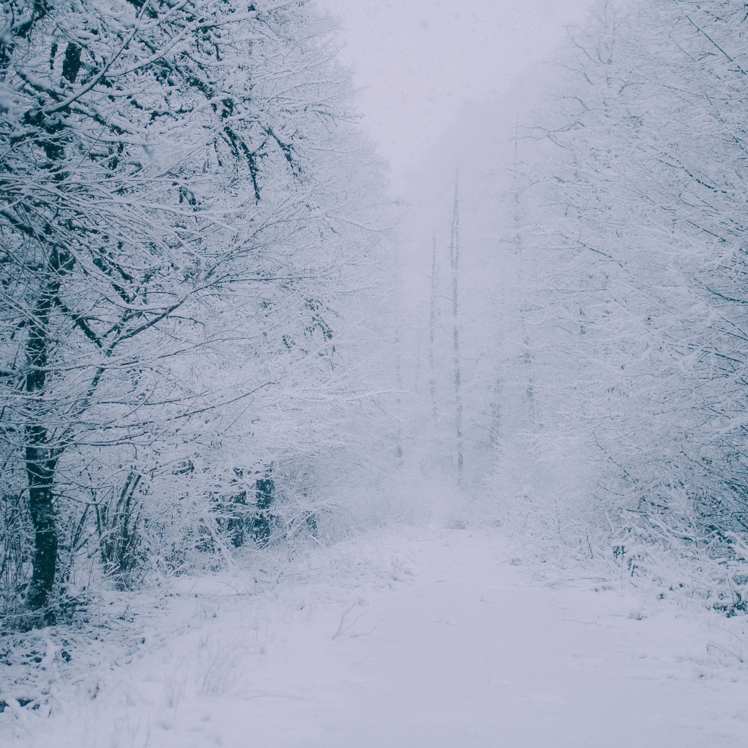 Сочи (декабрь 2017)