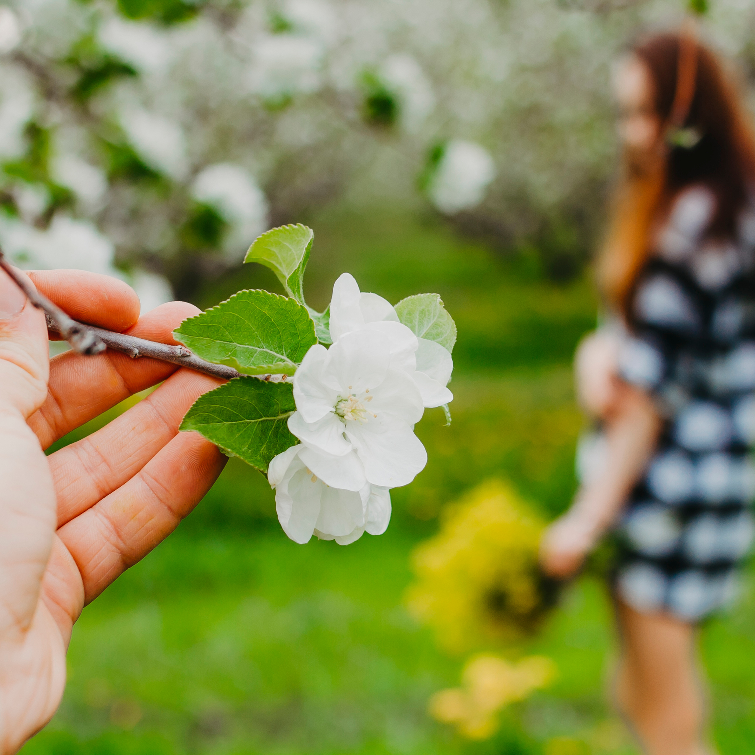 Хвалынские яблоневые сады (май 2019)