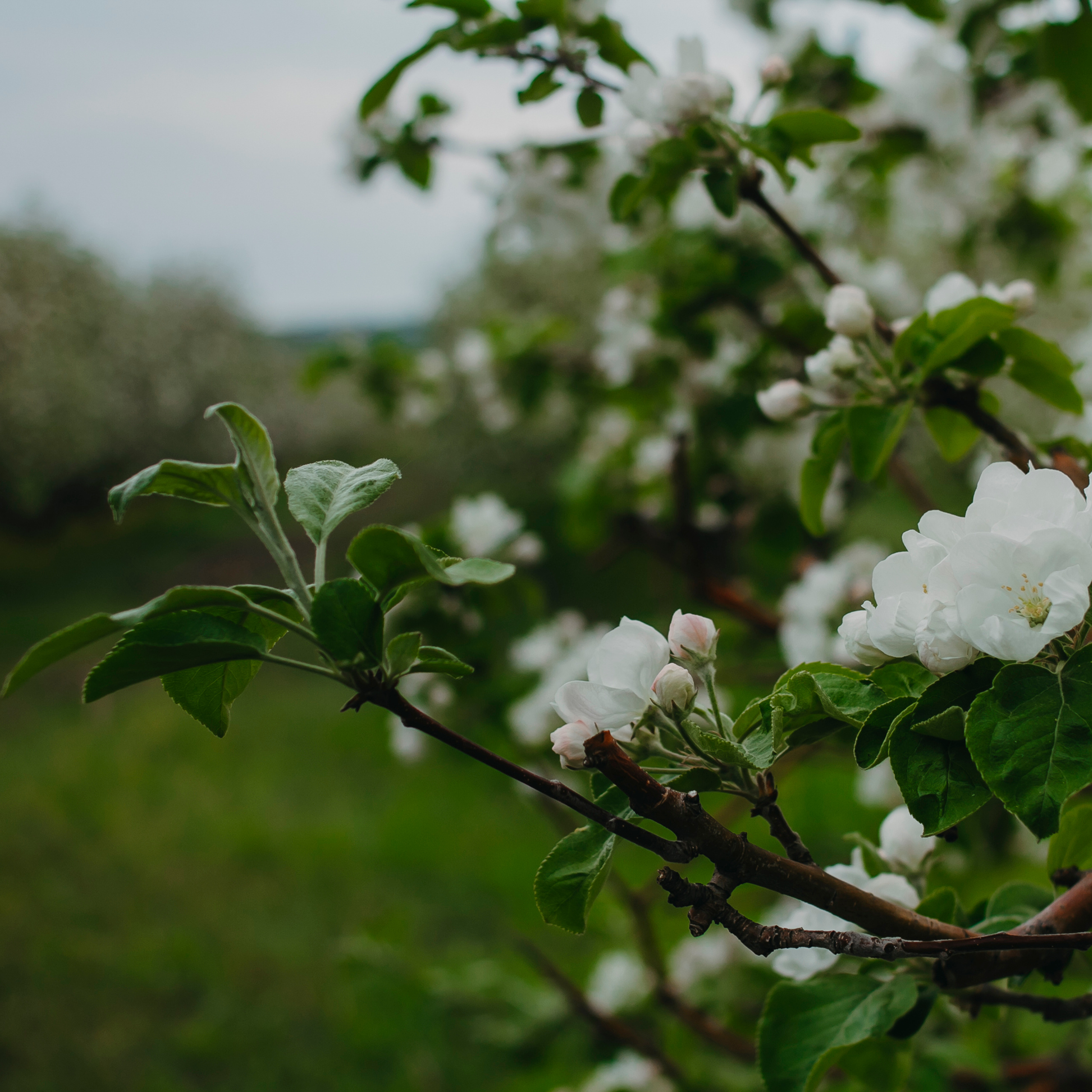 Хвалынские яблоневые сады (май 2019)