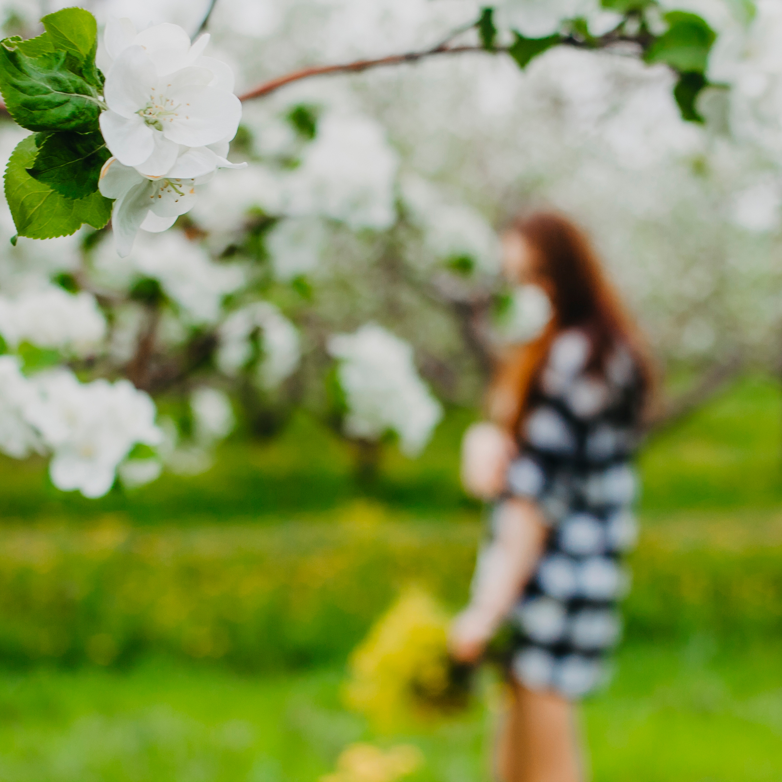 Хвалынские яблоневые сады (май 2019)