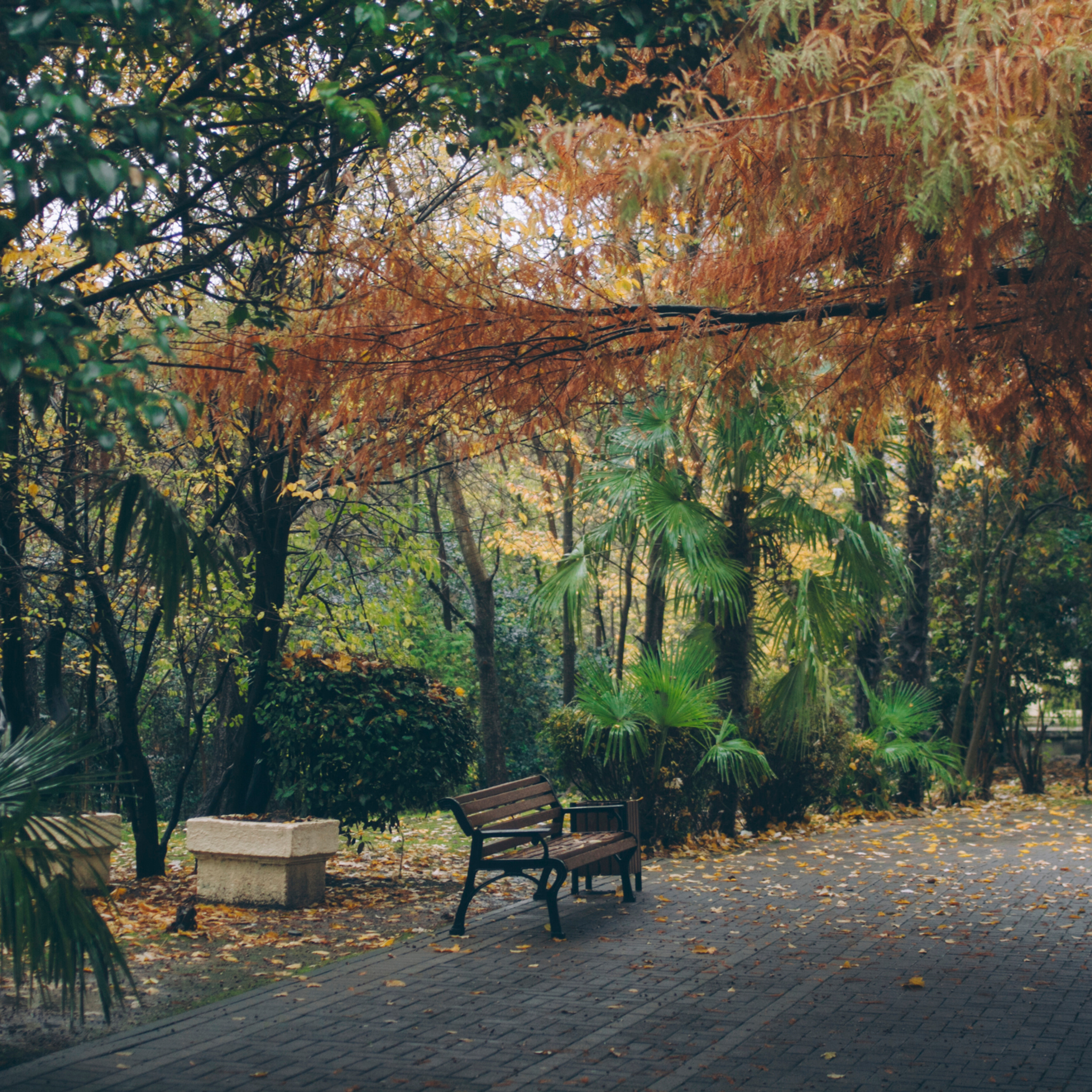 Сочи (декабрь 2017)