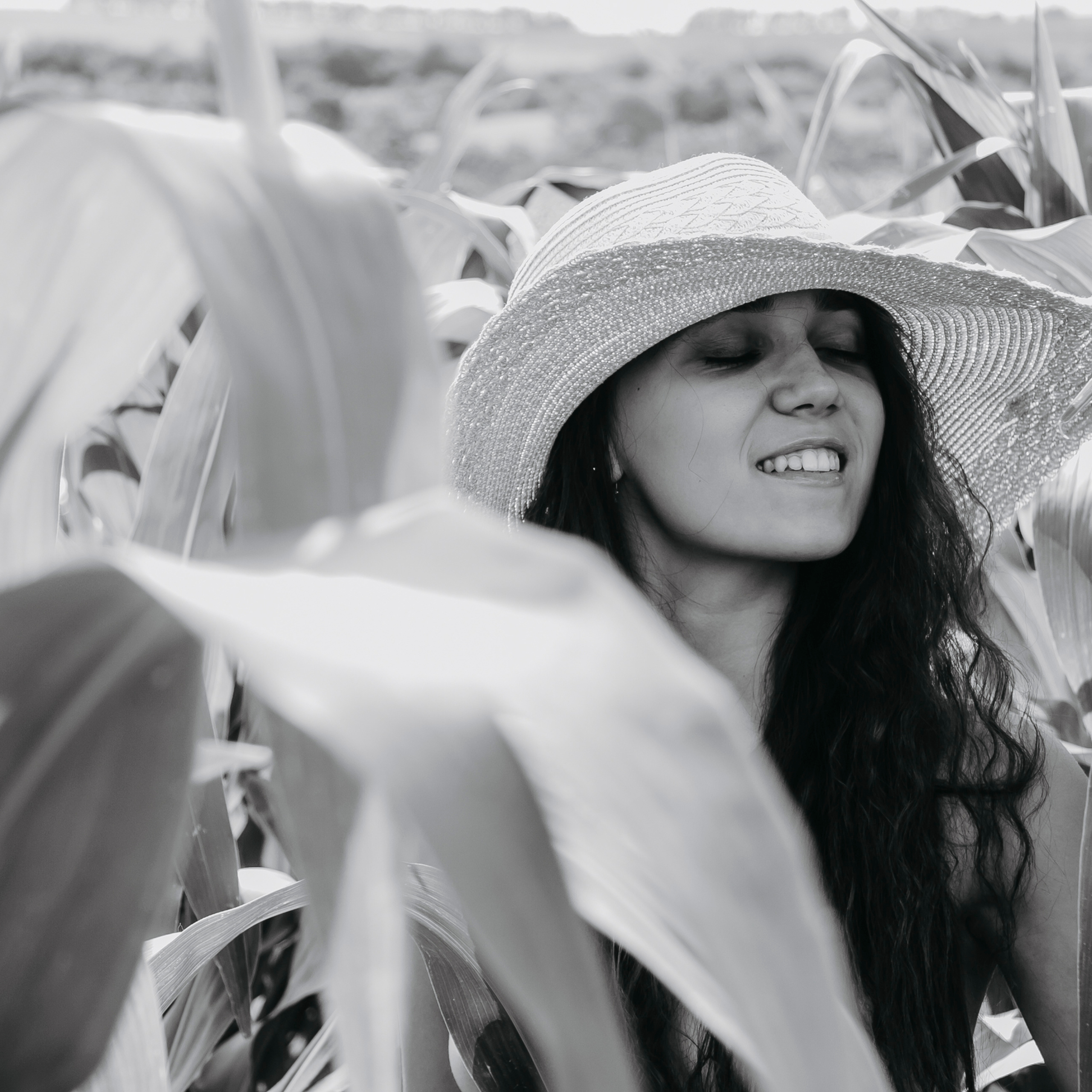 Кукурузные поля (август 2019)