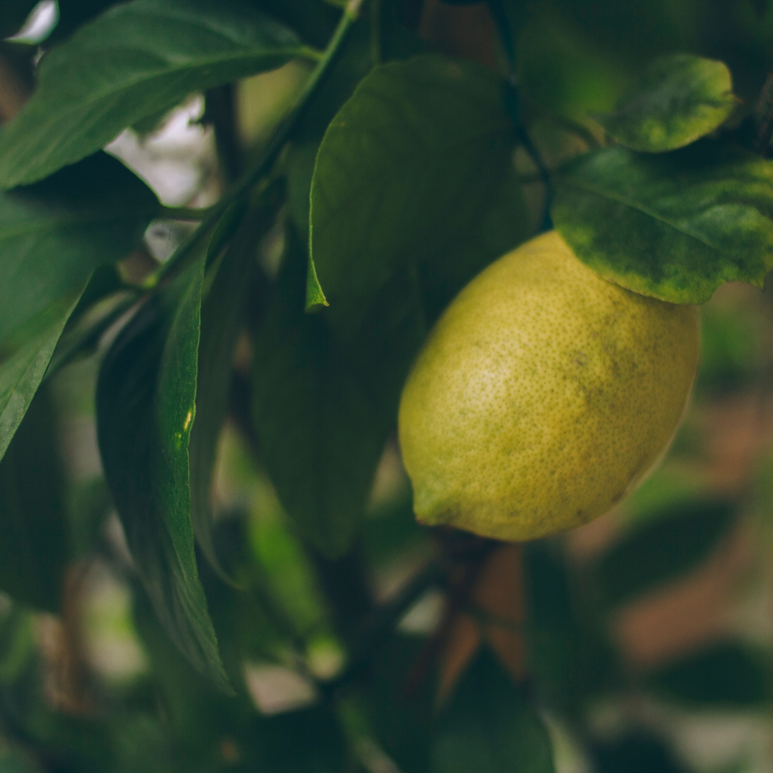 Сочи (декабрь 2017)