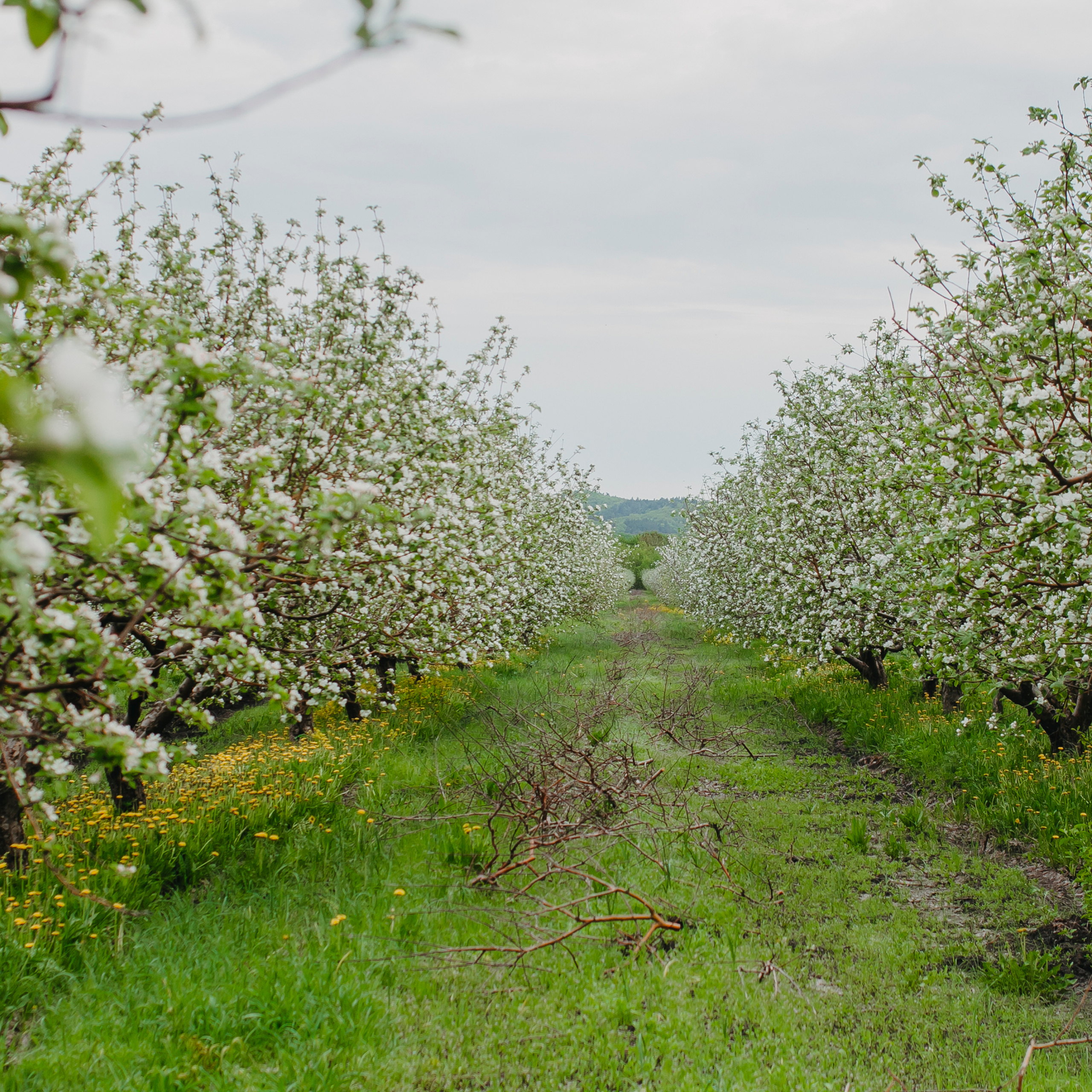 Хвалынские яблоневые сады (май 2019)