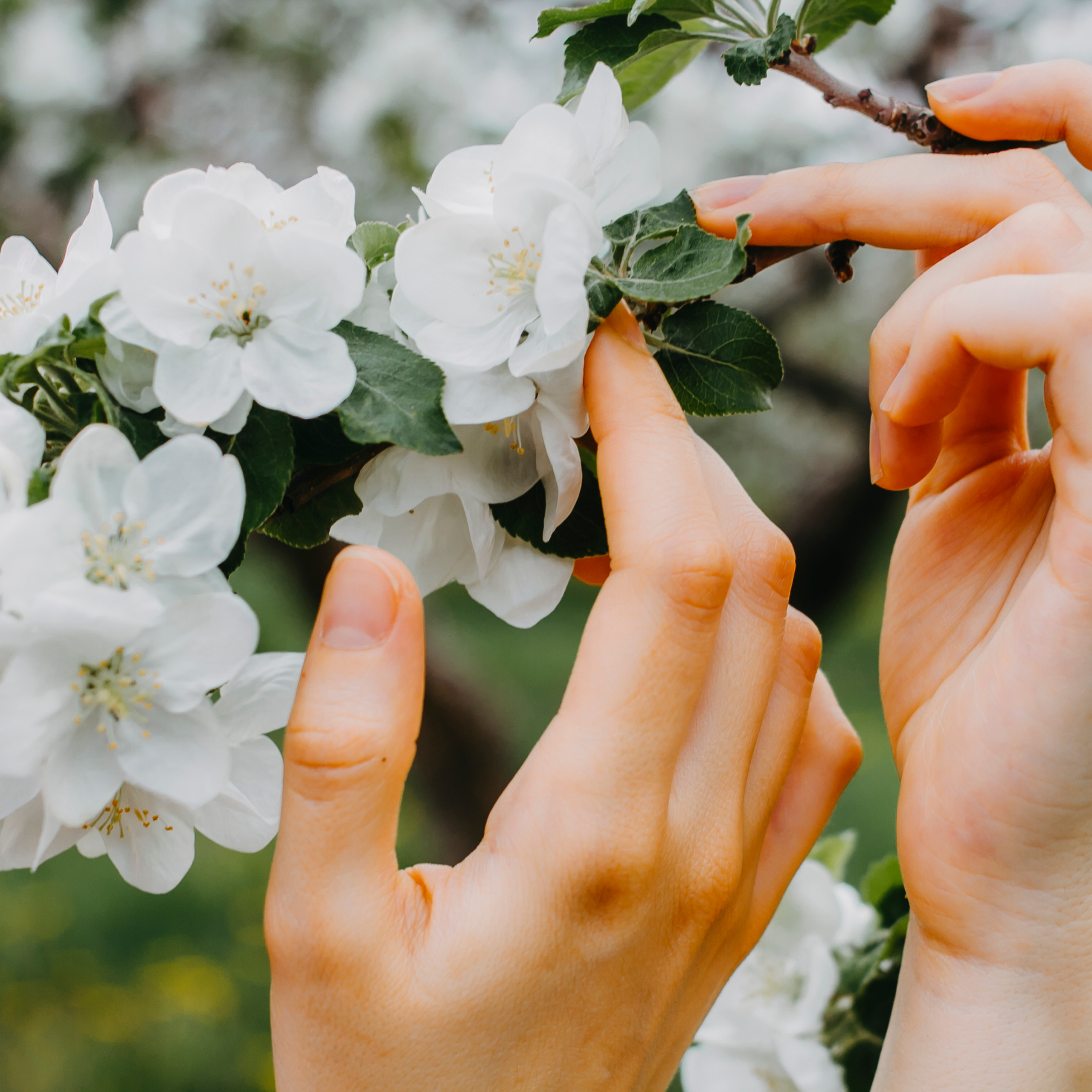 Хвалынские яблоневые сады (май 2019)
