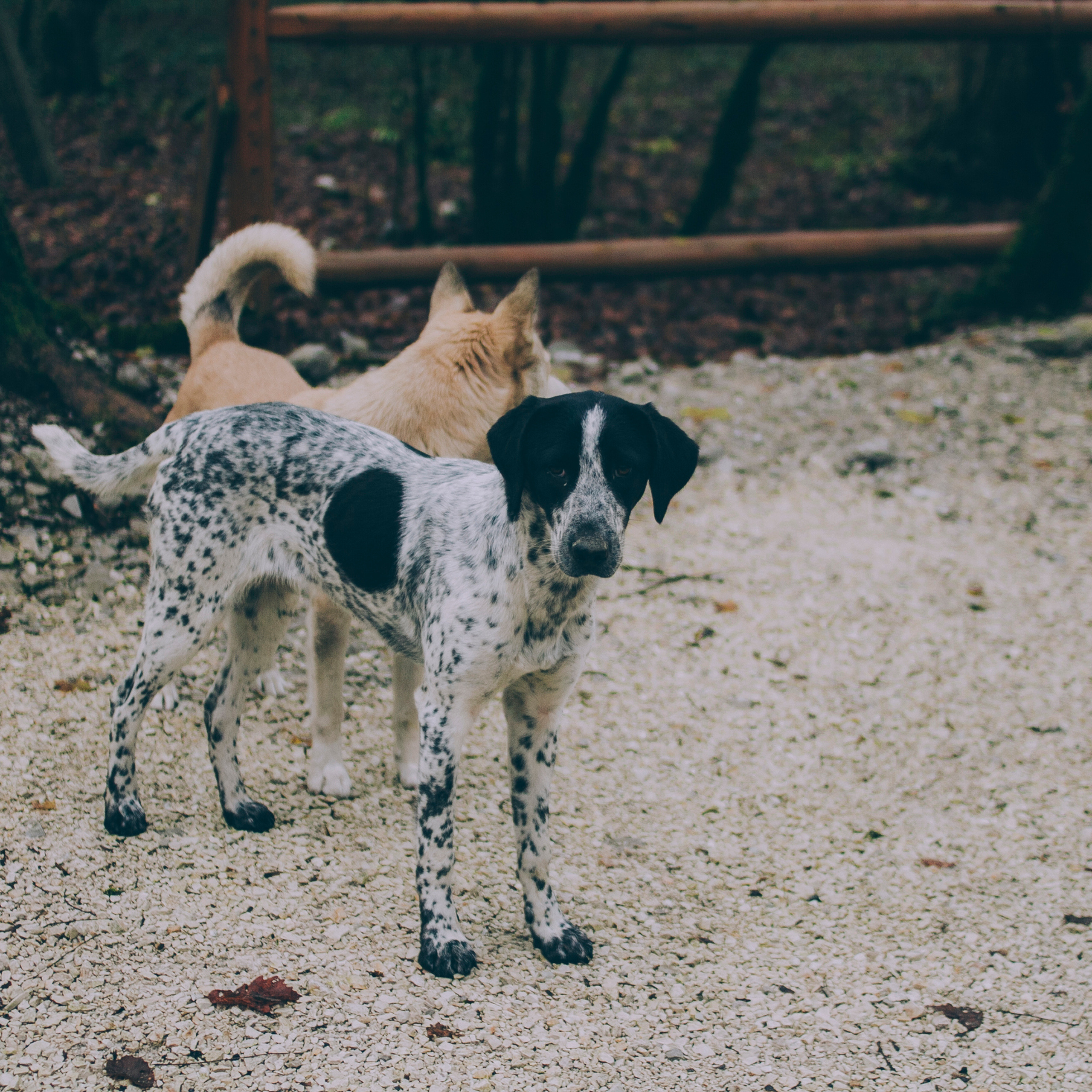 Сочи (декабрь 2017)