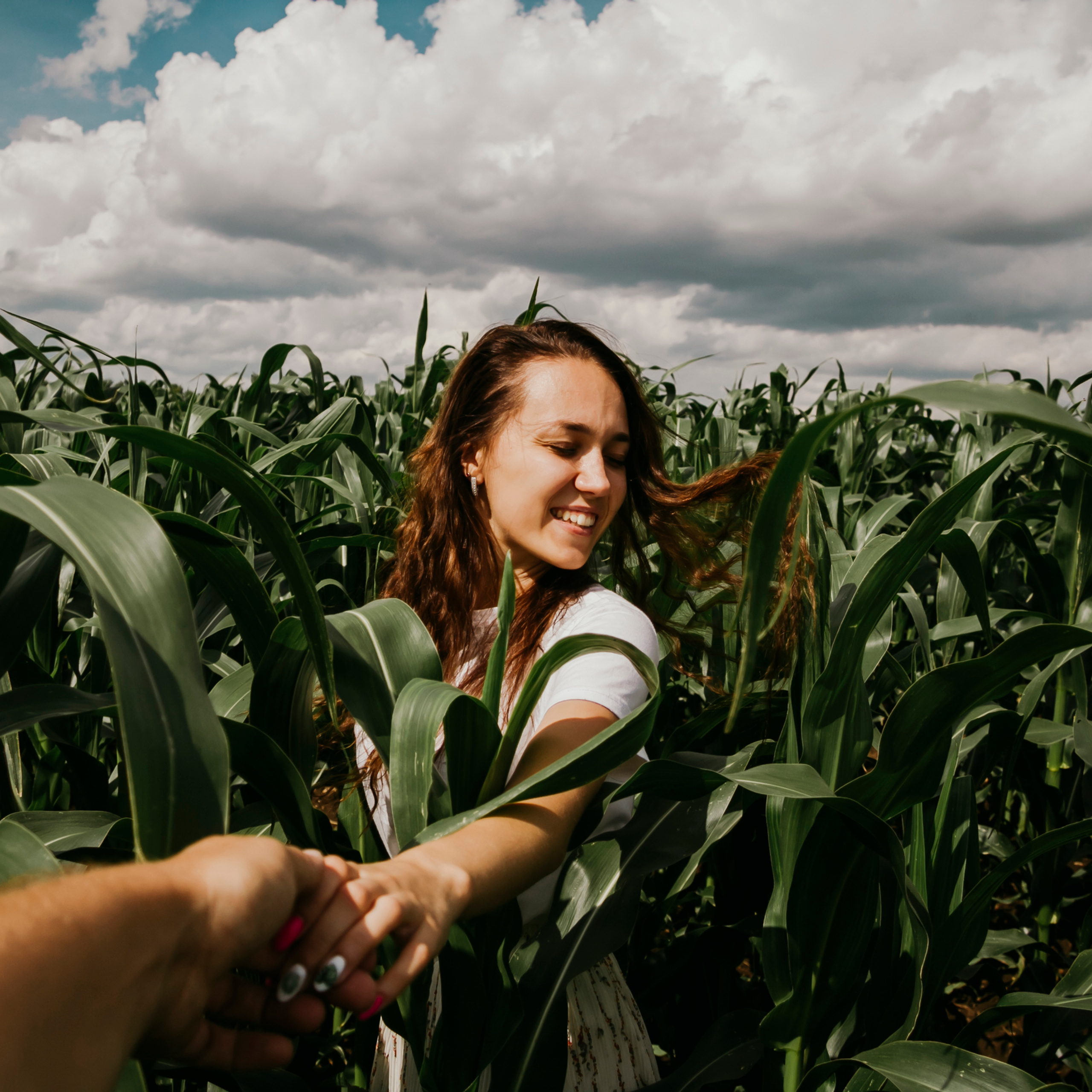 Кукурузные поля (август 2019)