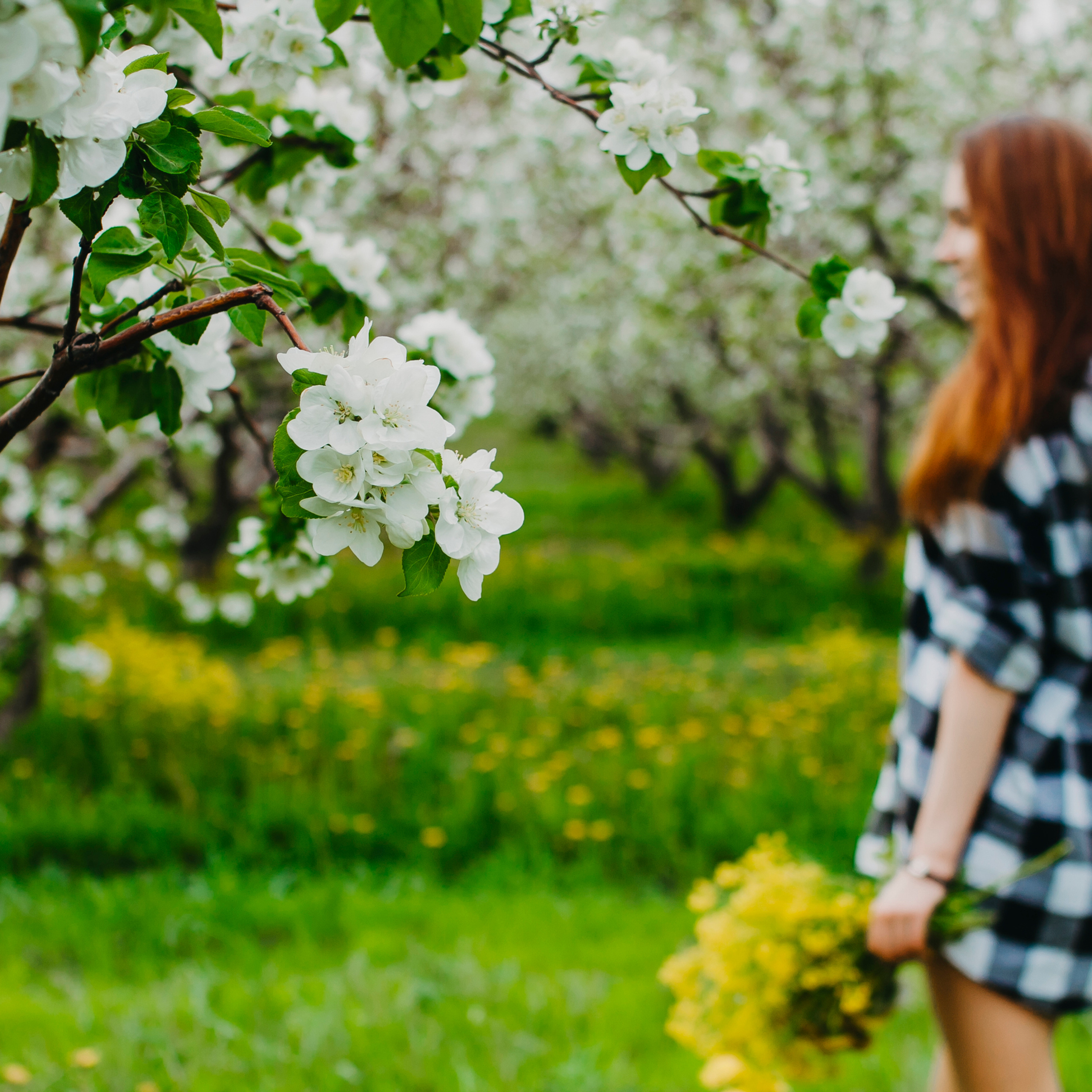 Хвалынские яблоневые сады (май 2019)