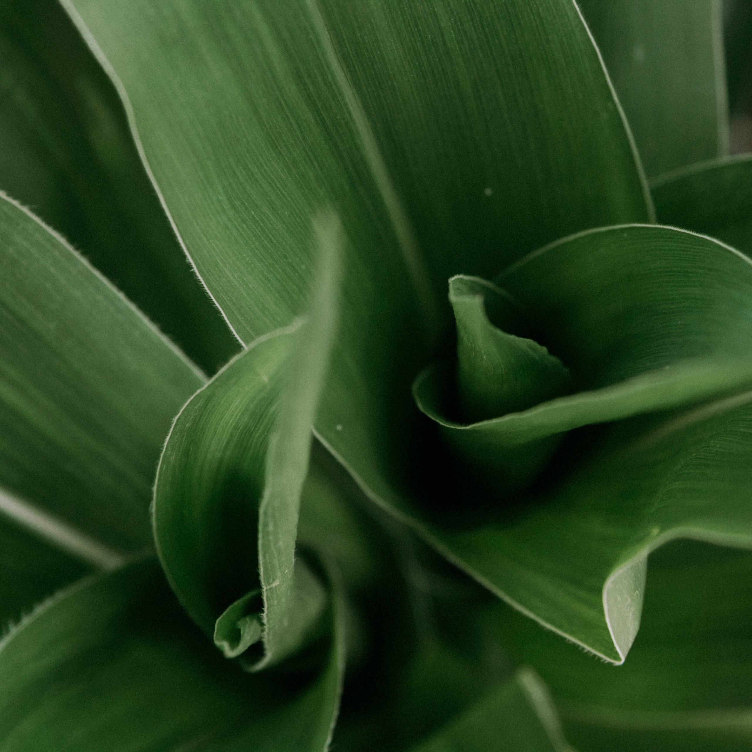 Кукурузные поля (август 2019)