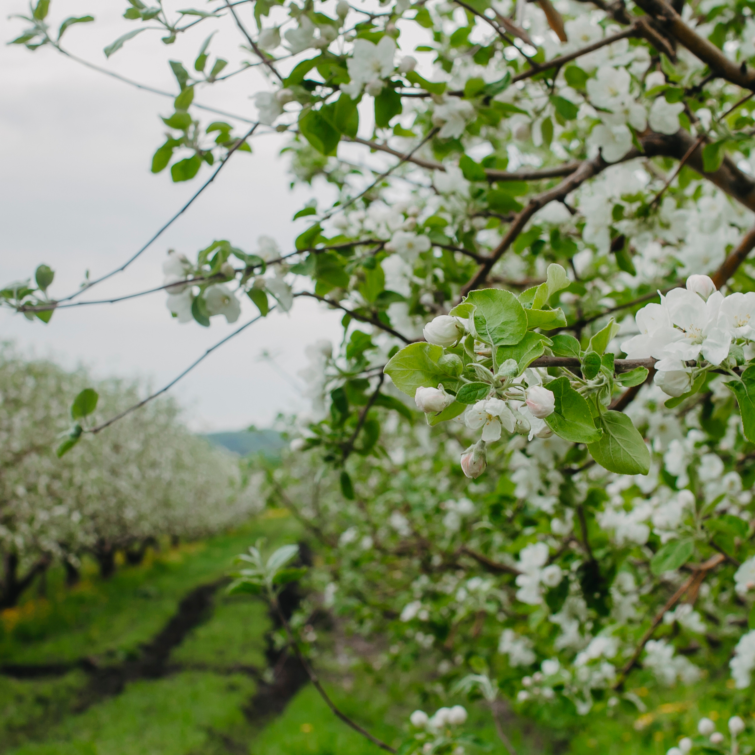 Хвалынские яблоневые сады (май 2019)
