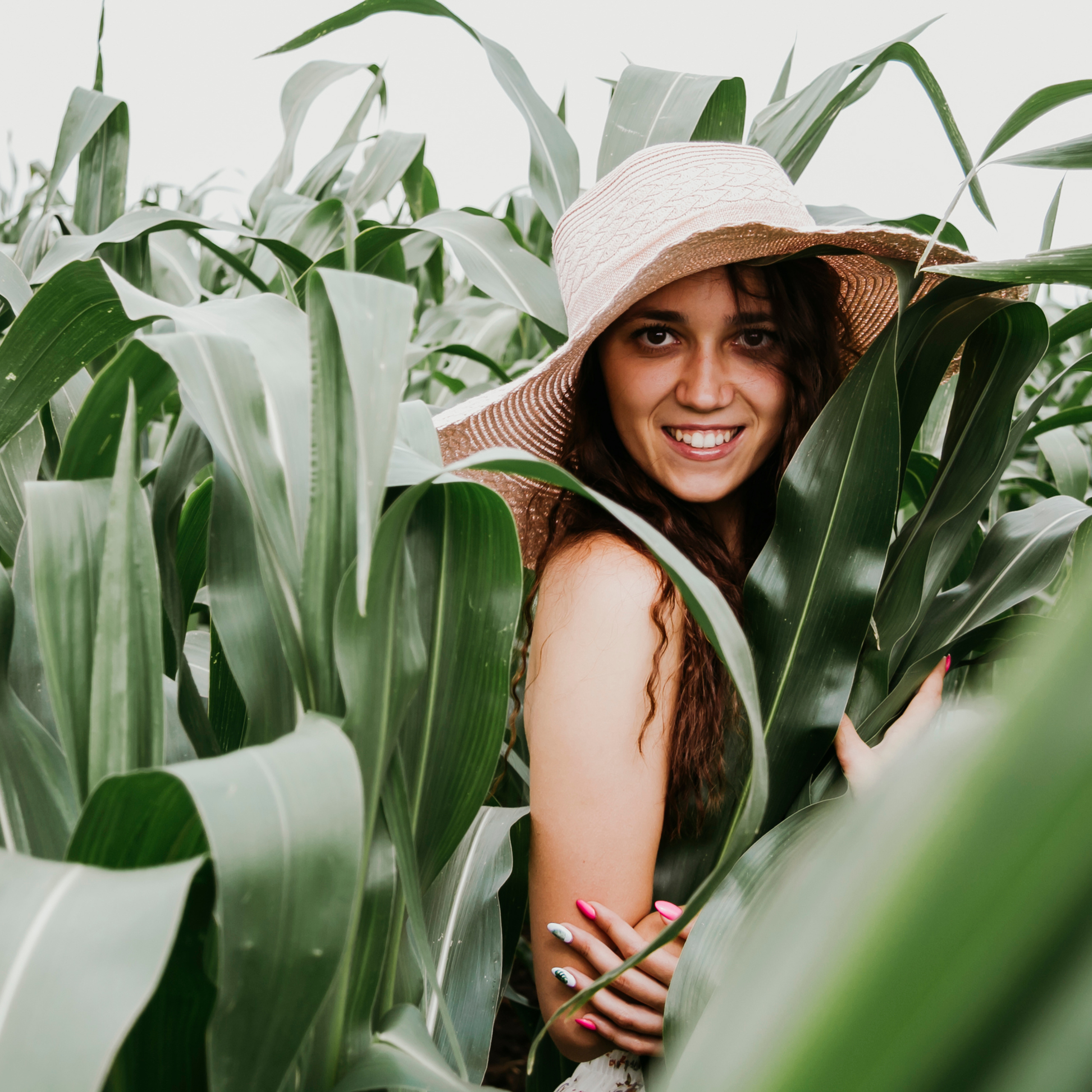 Кукурузные поля (август 2019)