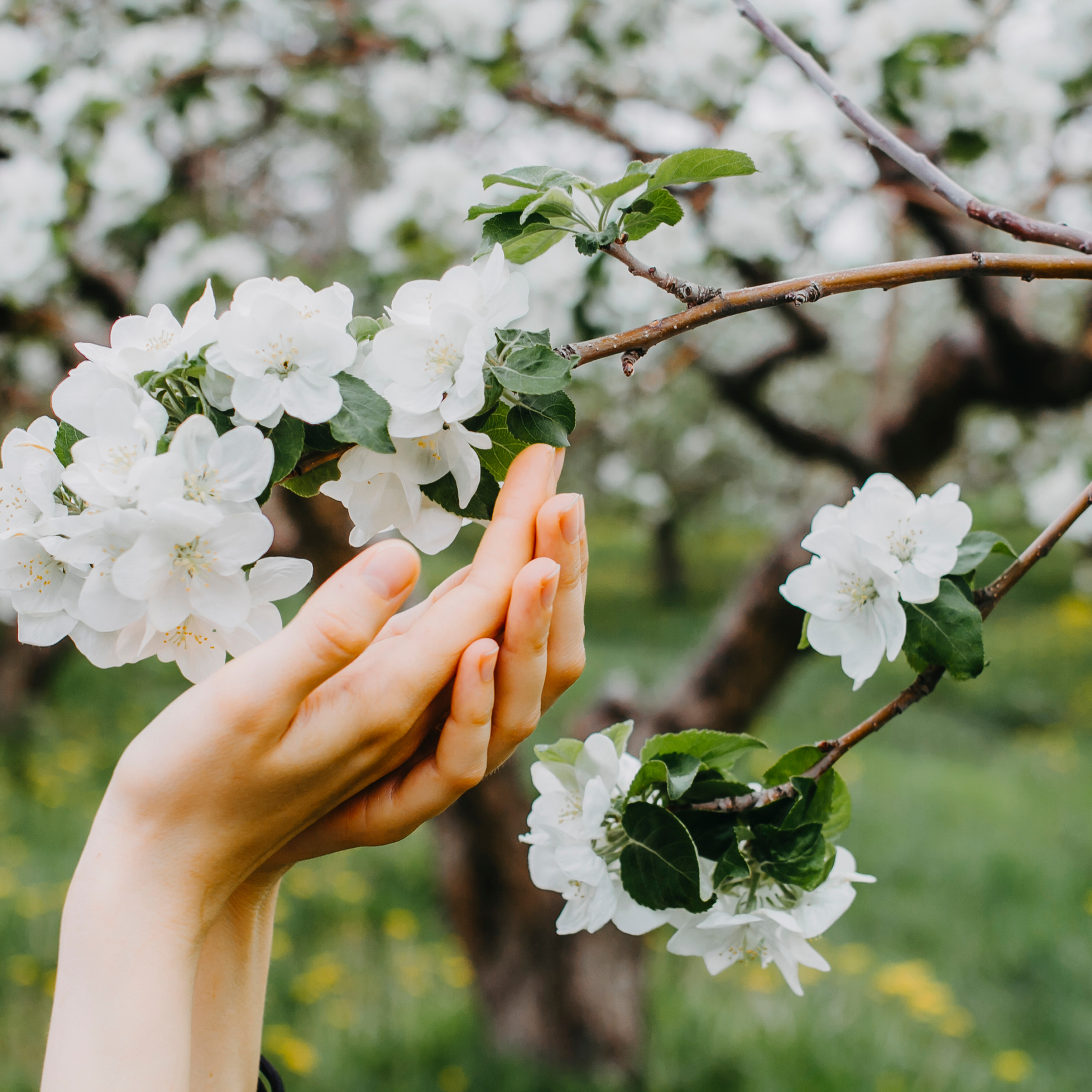 Хвалынские яблоневые сады (май 2019)