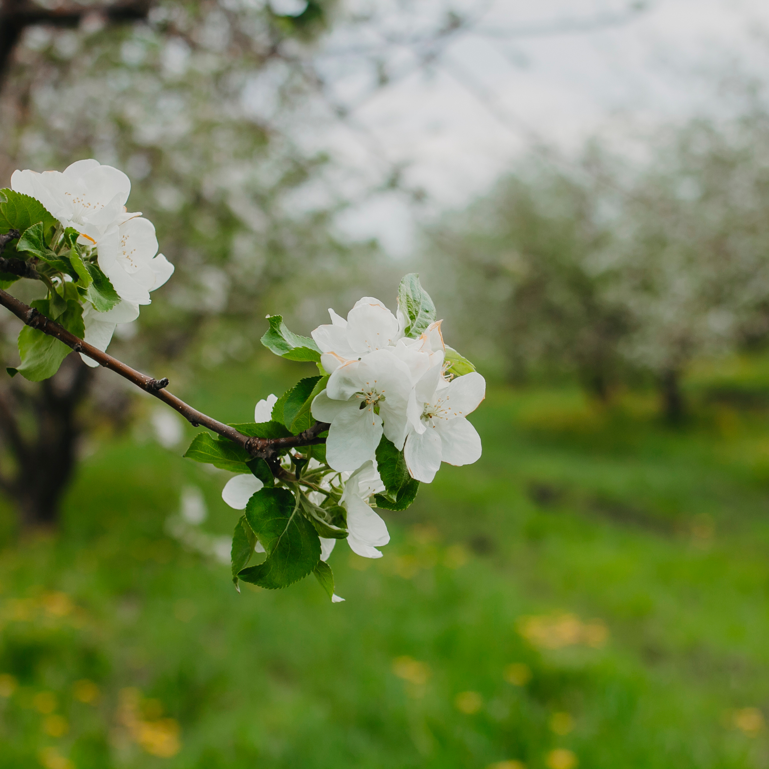 Хвалынские яблоневые сады (май 2019)