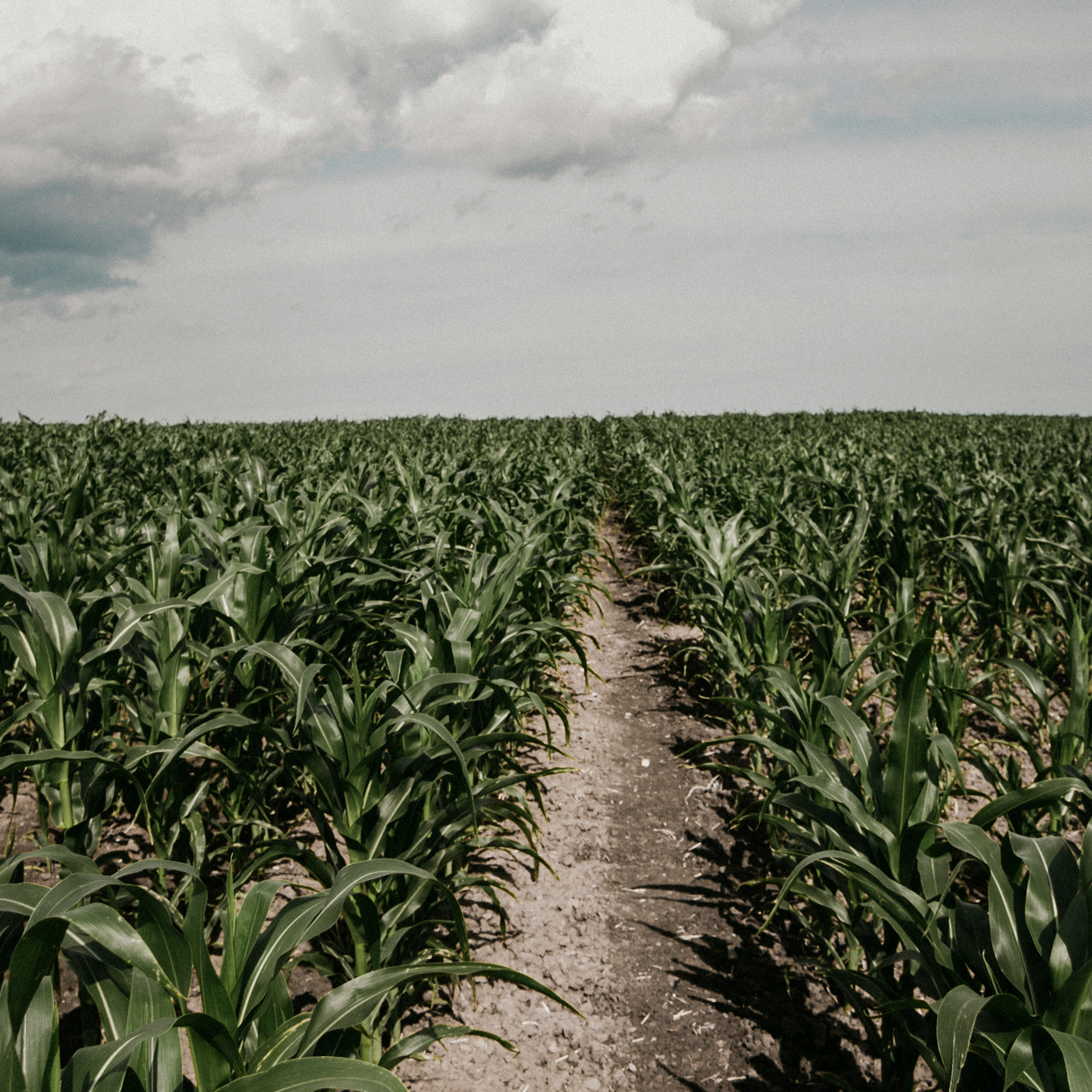 Кукурузные поля (август 2019)