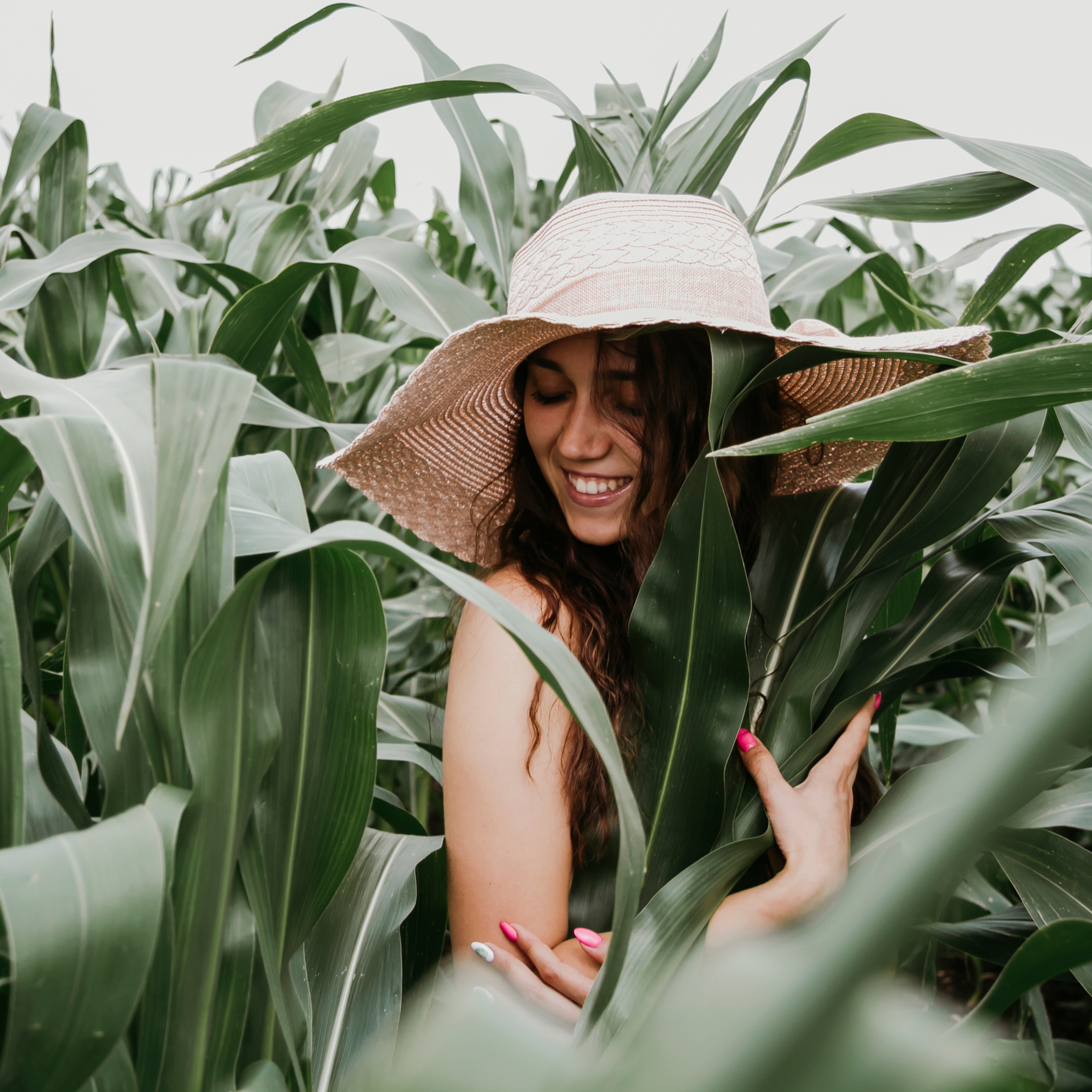 Кукурузные поля (август 2019)