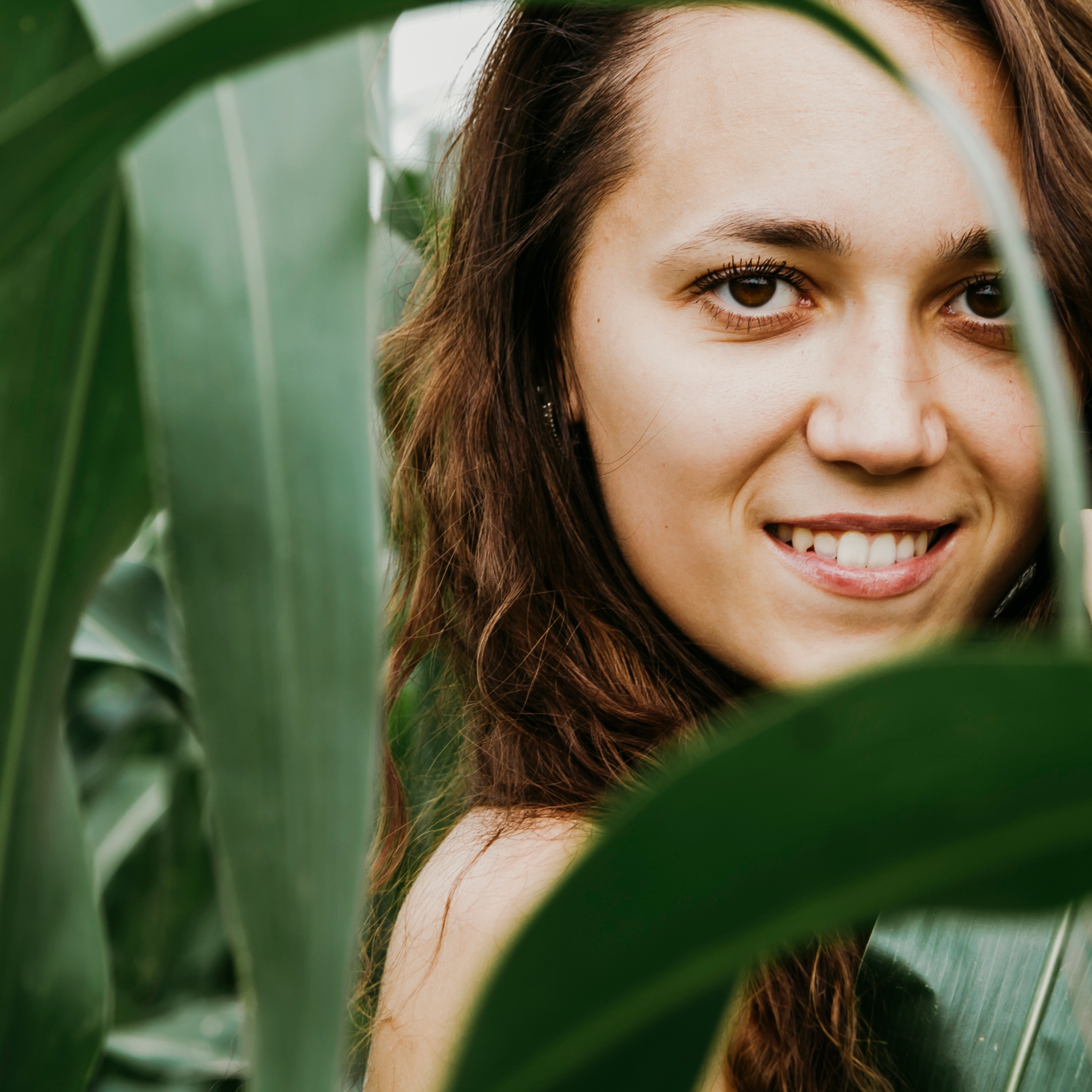 Кукурузные поля (август 2019)