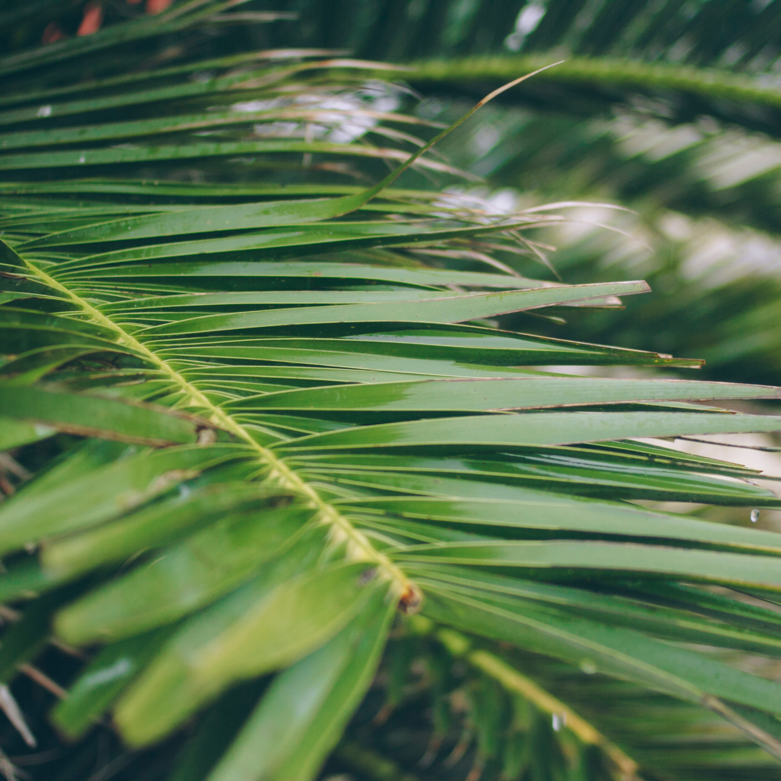 Сочи (декабрь 2017)