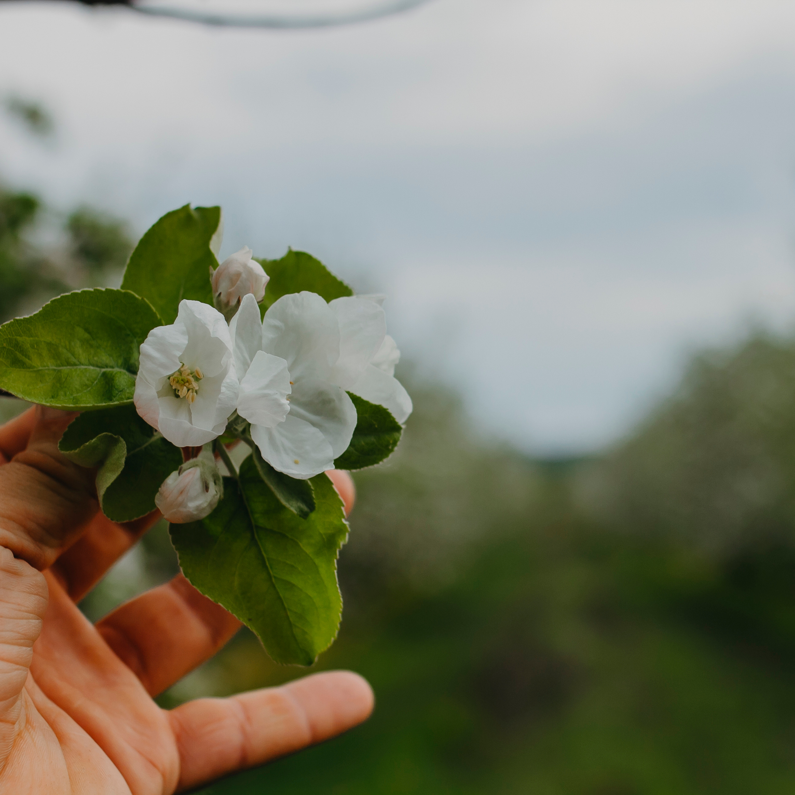 Хвалынские яблоневые сады (май 2019)