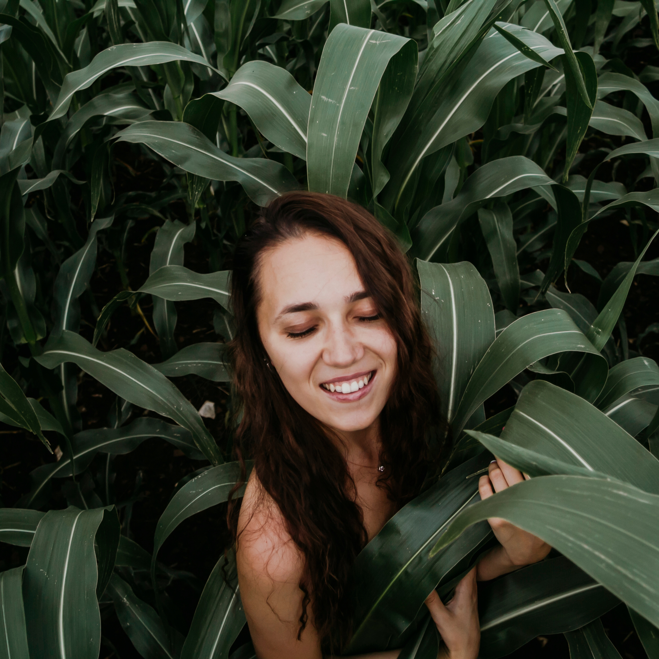 Кукурузные поля (август 2019)