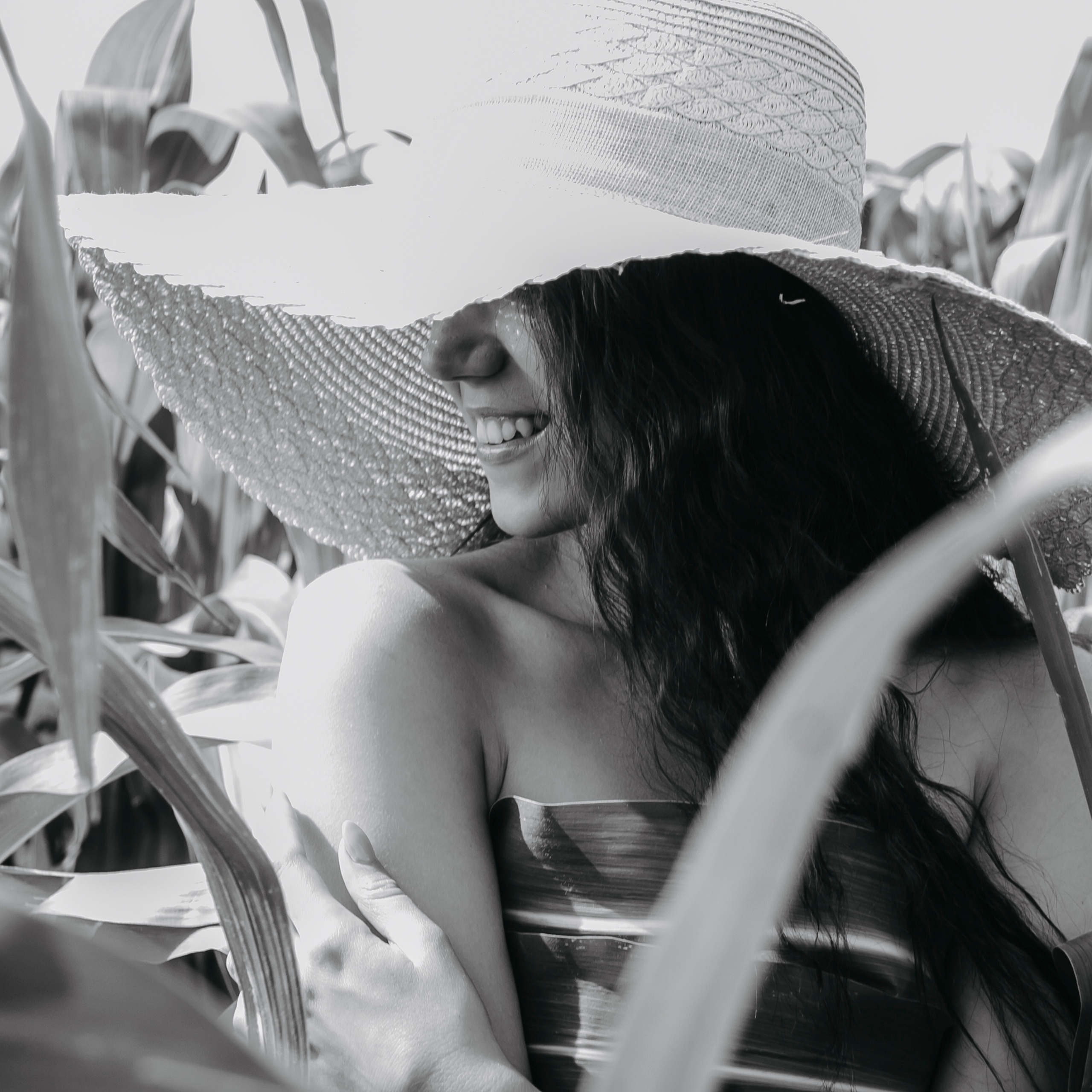 Кукурузные поля (август 2019)