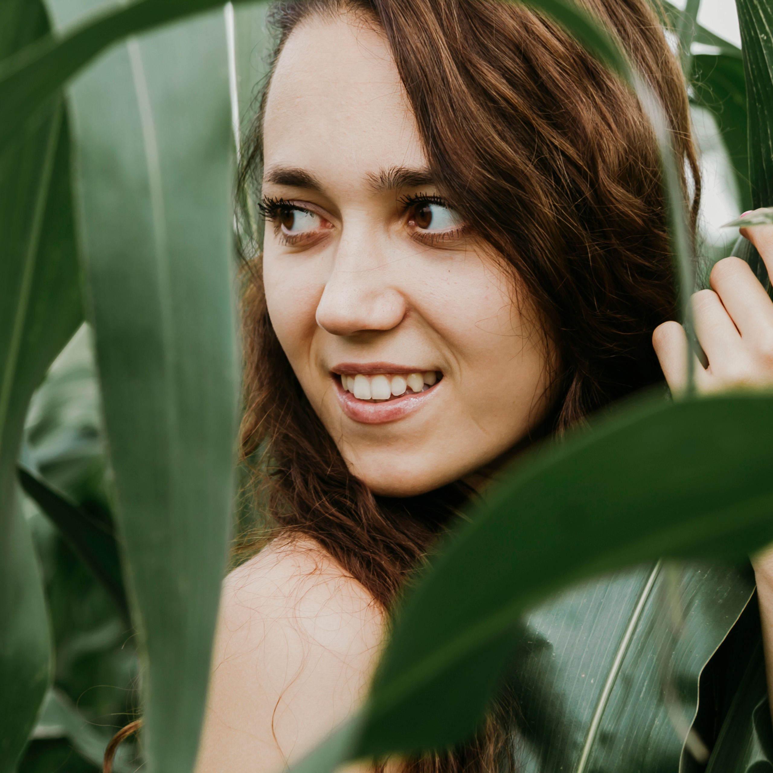 Кукурузные поля (август 2019)